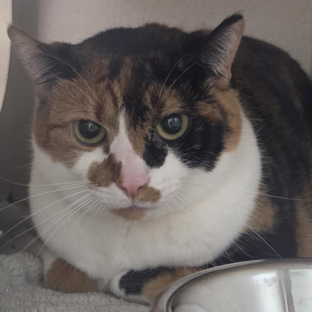 Enlarge Jalapeno, a Adoptable Domestic Short Hair in Durango, CO image 1/1