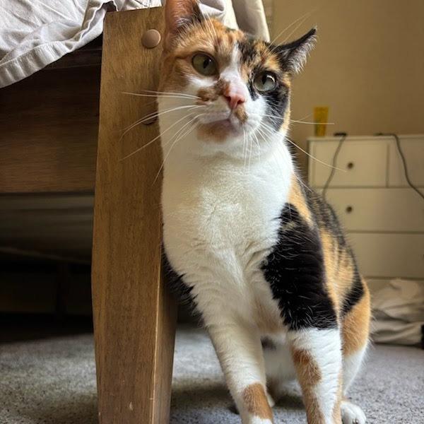Enlarge Jalapeno, a Adoptable Domestic Short Hair in Durango, CO image 2/3