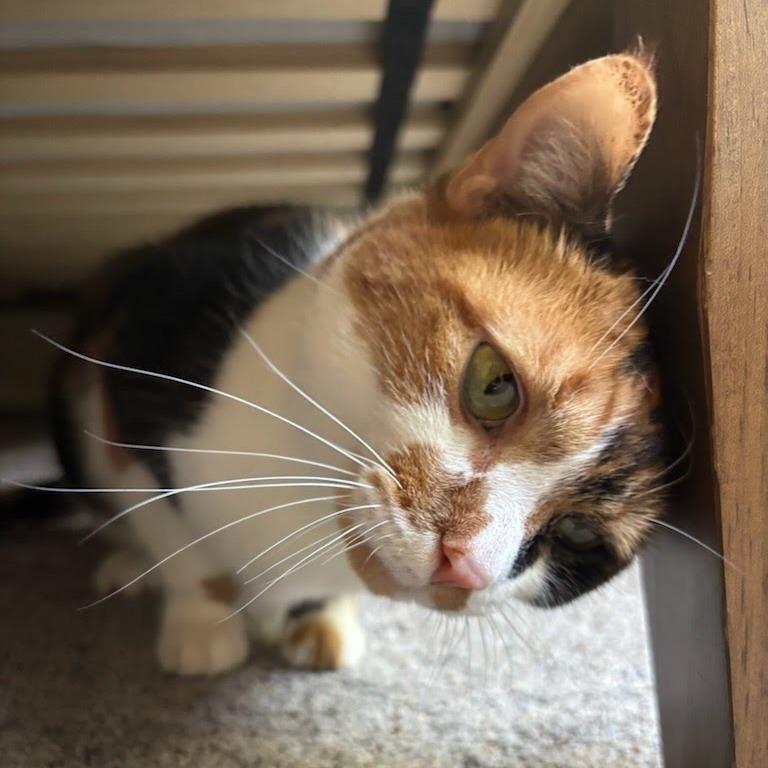 Enlarge Jalapeno, a Adoptable Domestic Short Hair in Durango, CO image 3/3