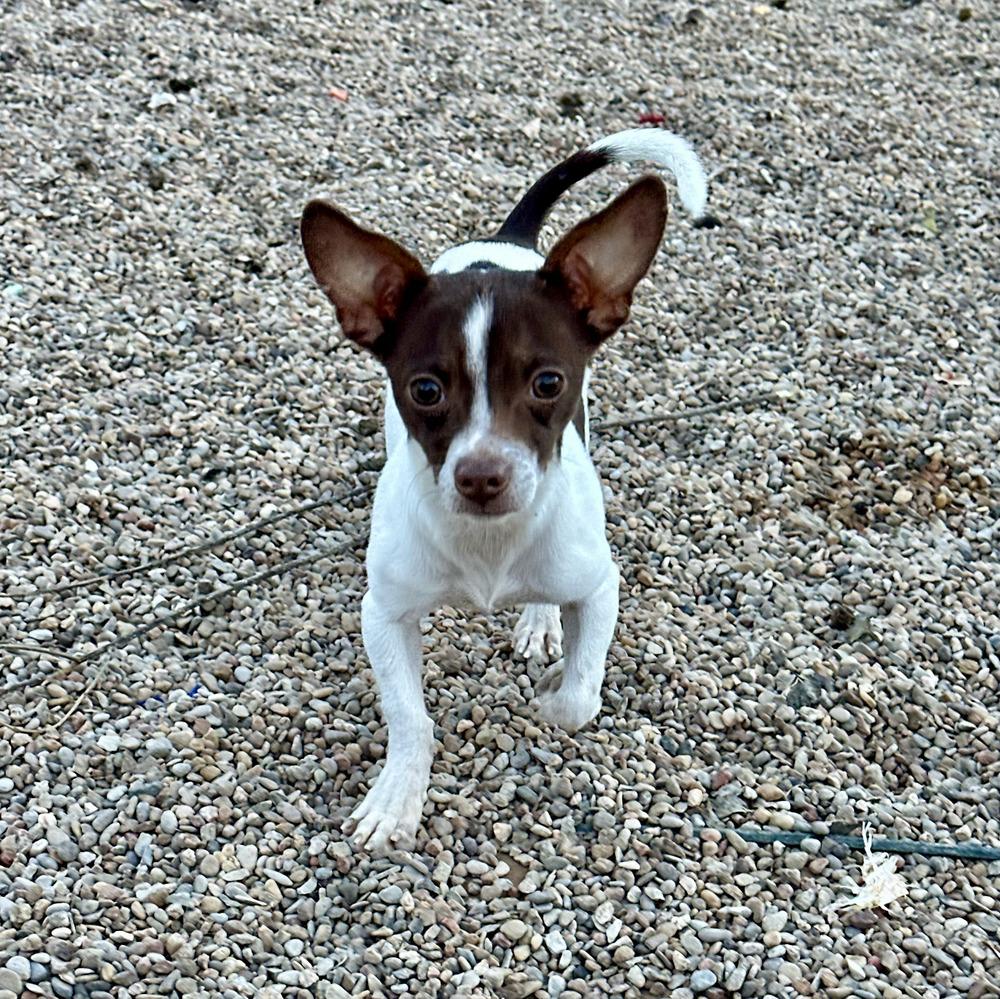 Enlarge Bradley Jr, a Adoptable mixed breed in Clovis, NM image 1/4