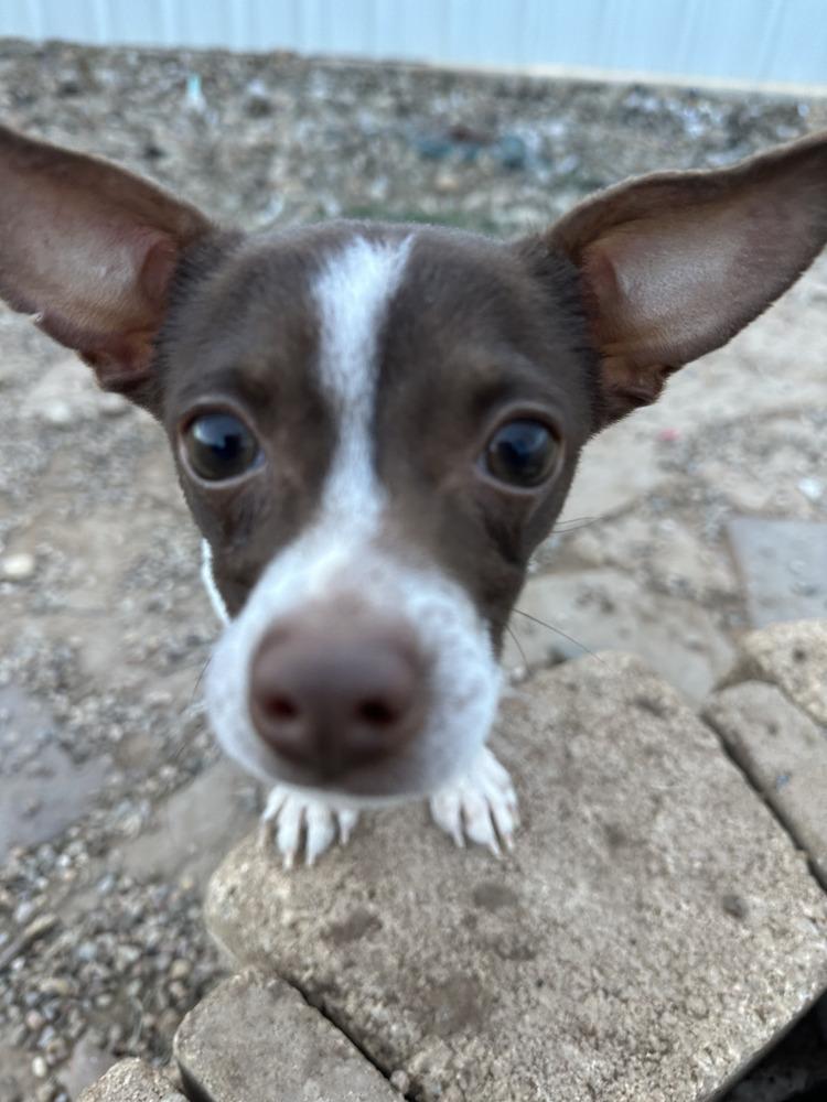 Enlarge Bradley Jr, a Adoptable mixed breed in Clovis, NM image 2/4