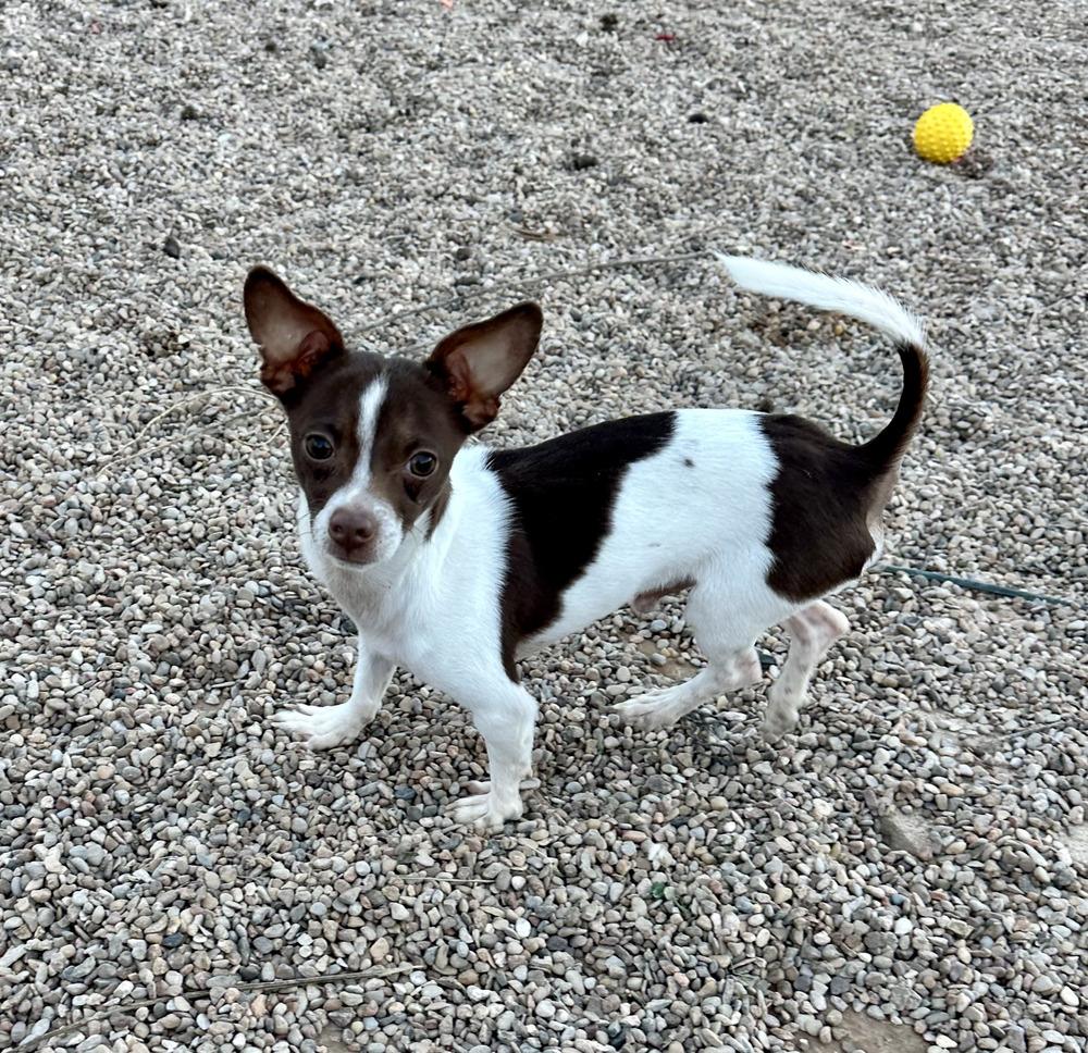 Enlarge Bradley Jr, a Adoptable mixed breed in Clovis, NM image 3/4