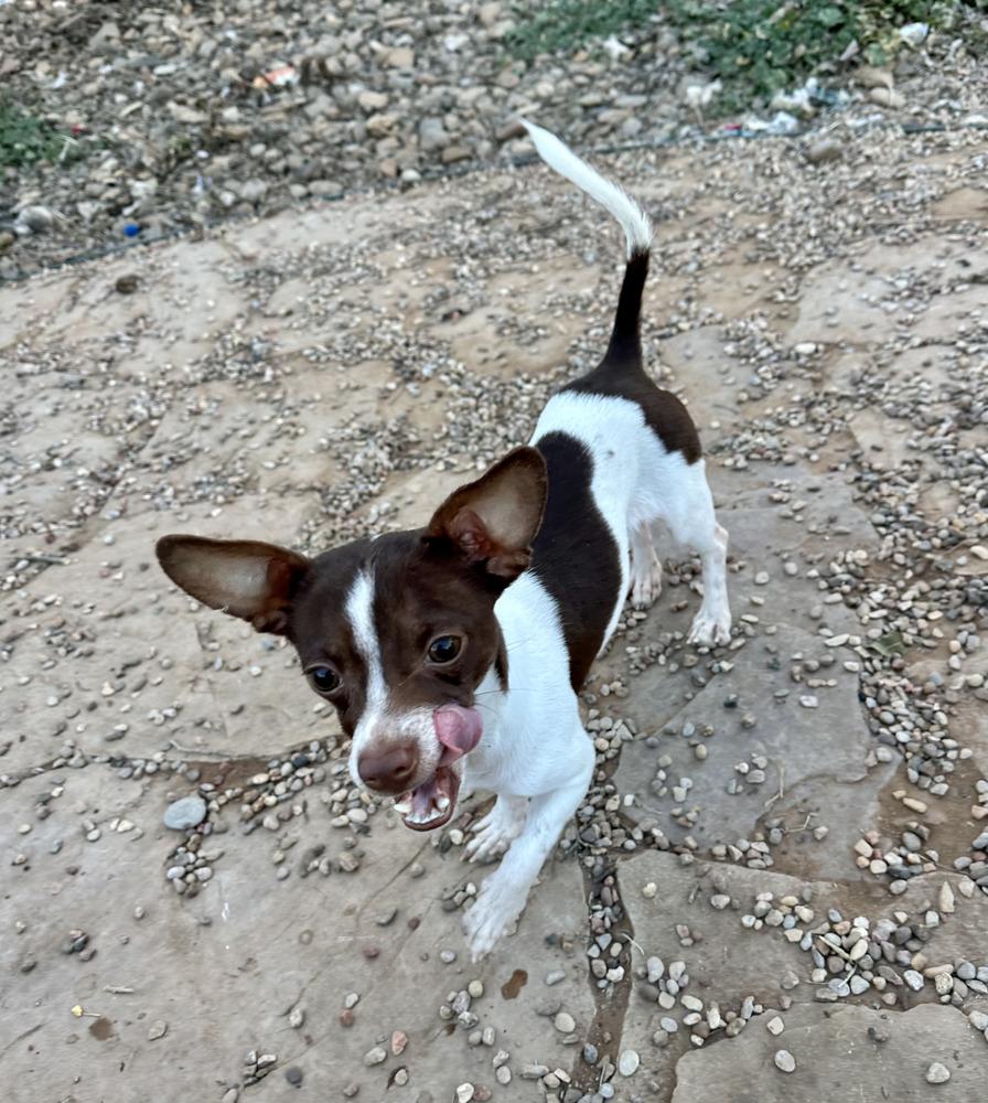 Enlarge Bradley Jr, a Adoptable mixed breed in Clovis, NM image 4/4
