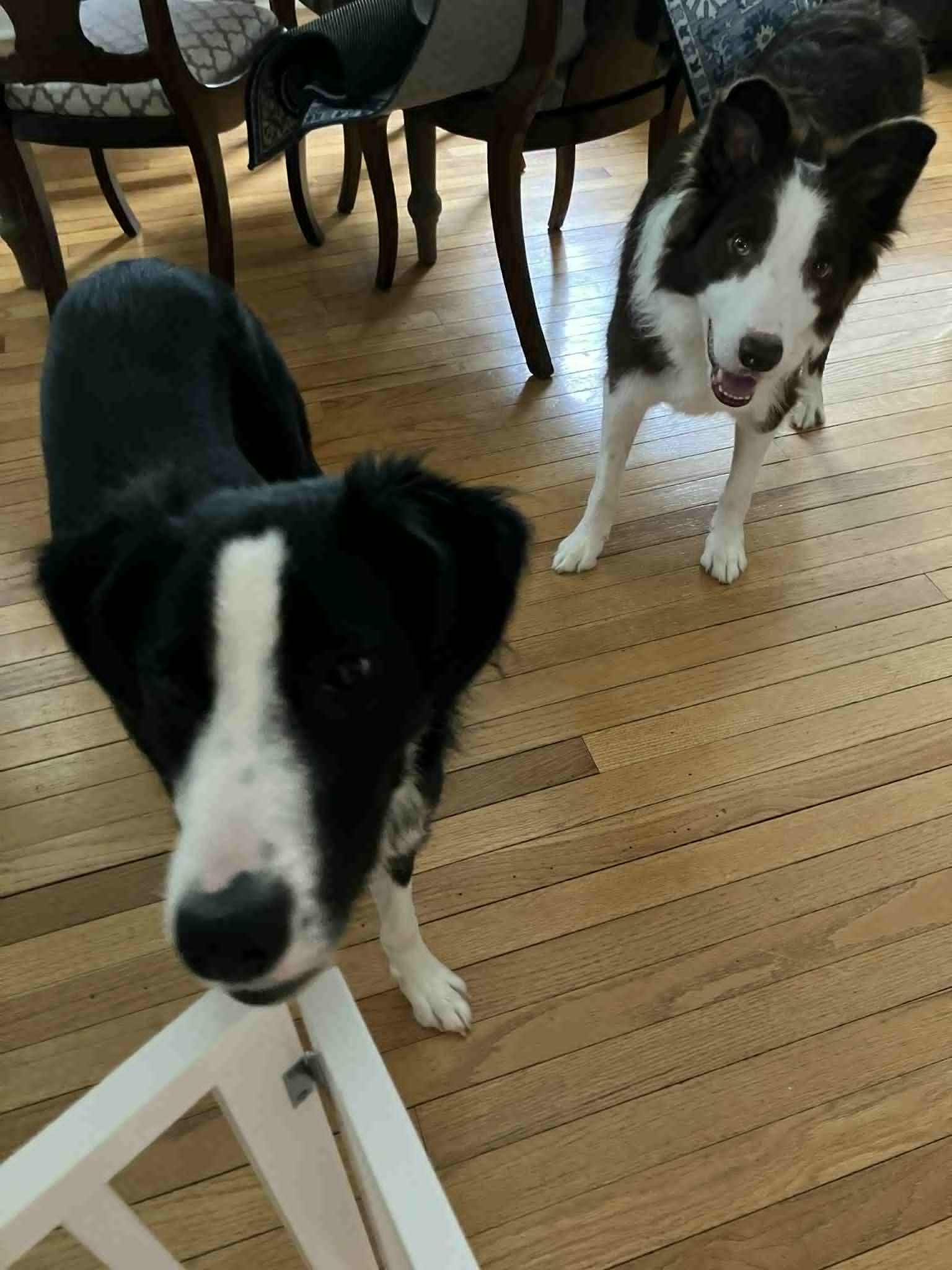 Laila, Adoptable, Young Female Border Collie.