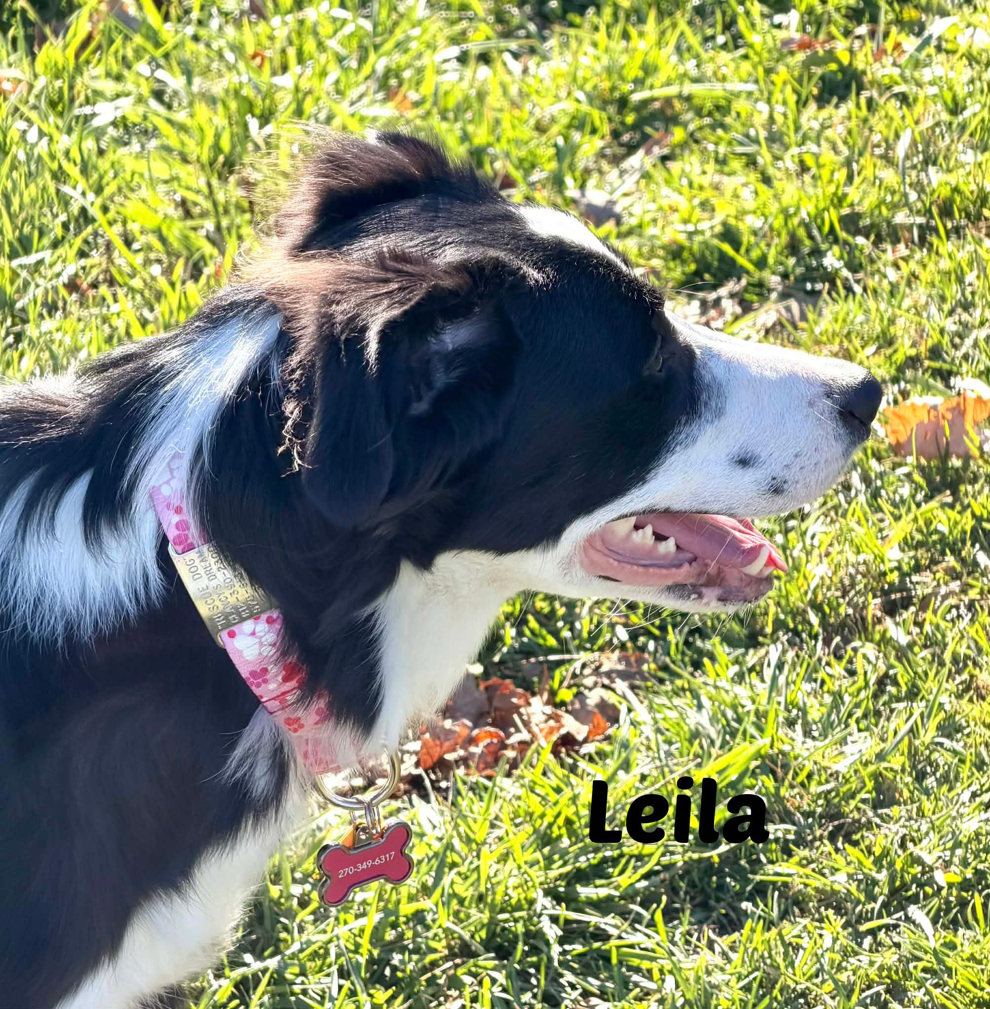 Enlarge Laila, a Adoptable Border Collie in Seymour, IN image 2/5