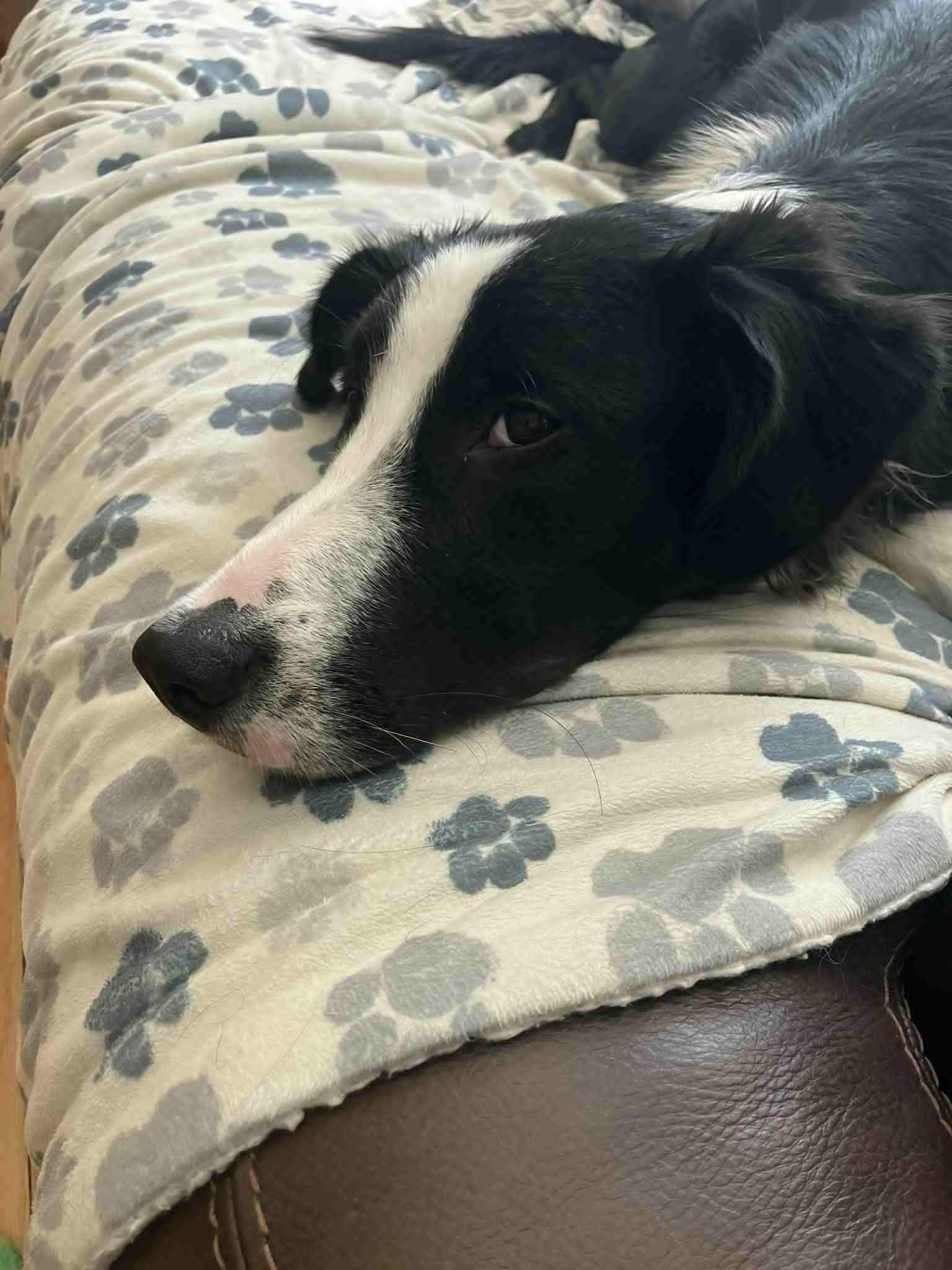 Enlarge Laila, a Adoptable Border Collie in Seymour, IN image 3/5