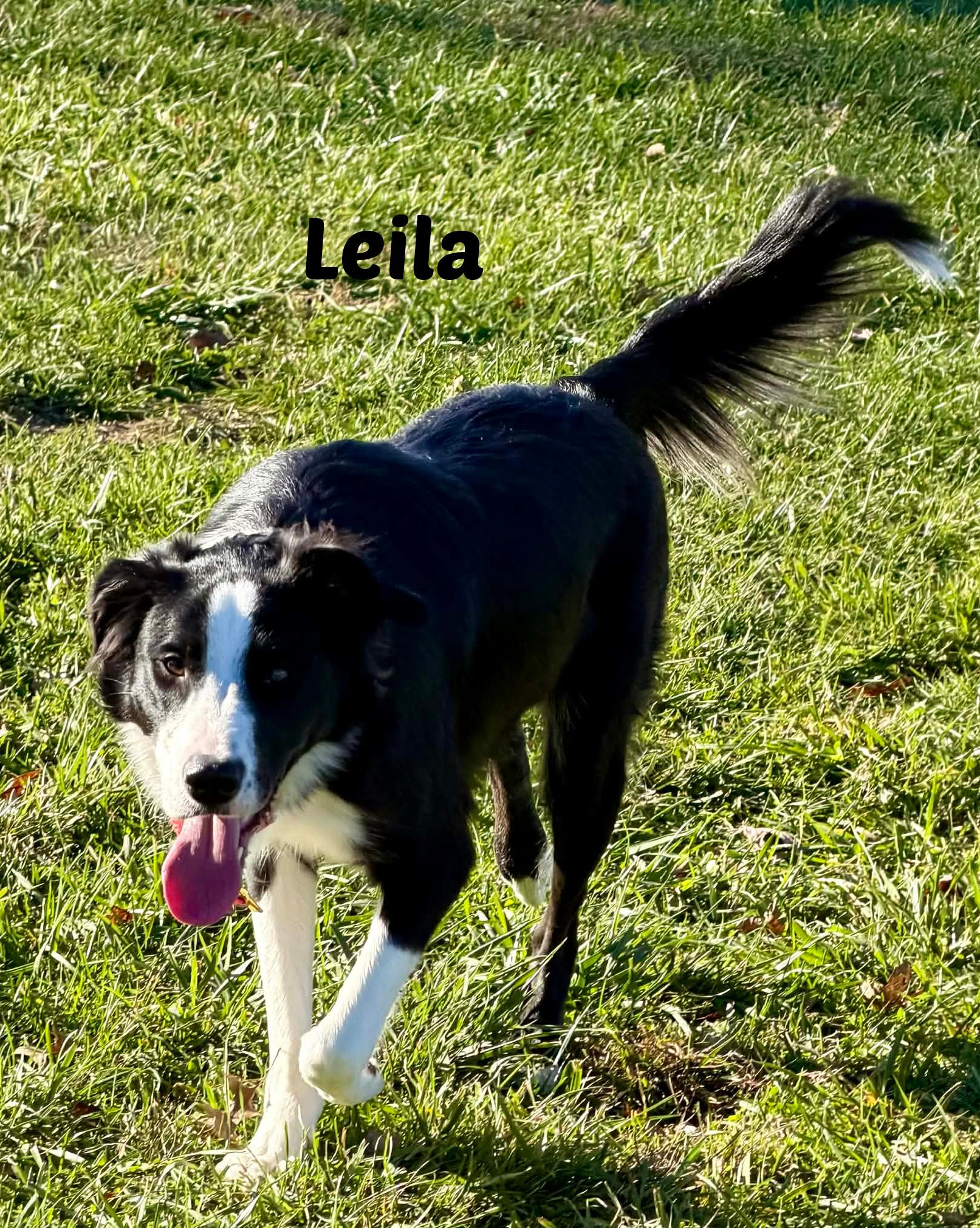 Enlarge Laila, a Adoptable Border Collie in Seymour, IN image 4/5