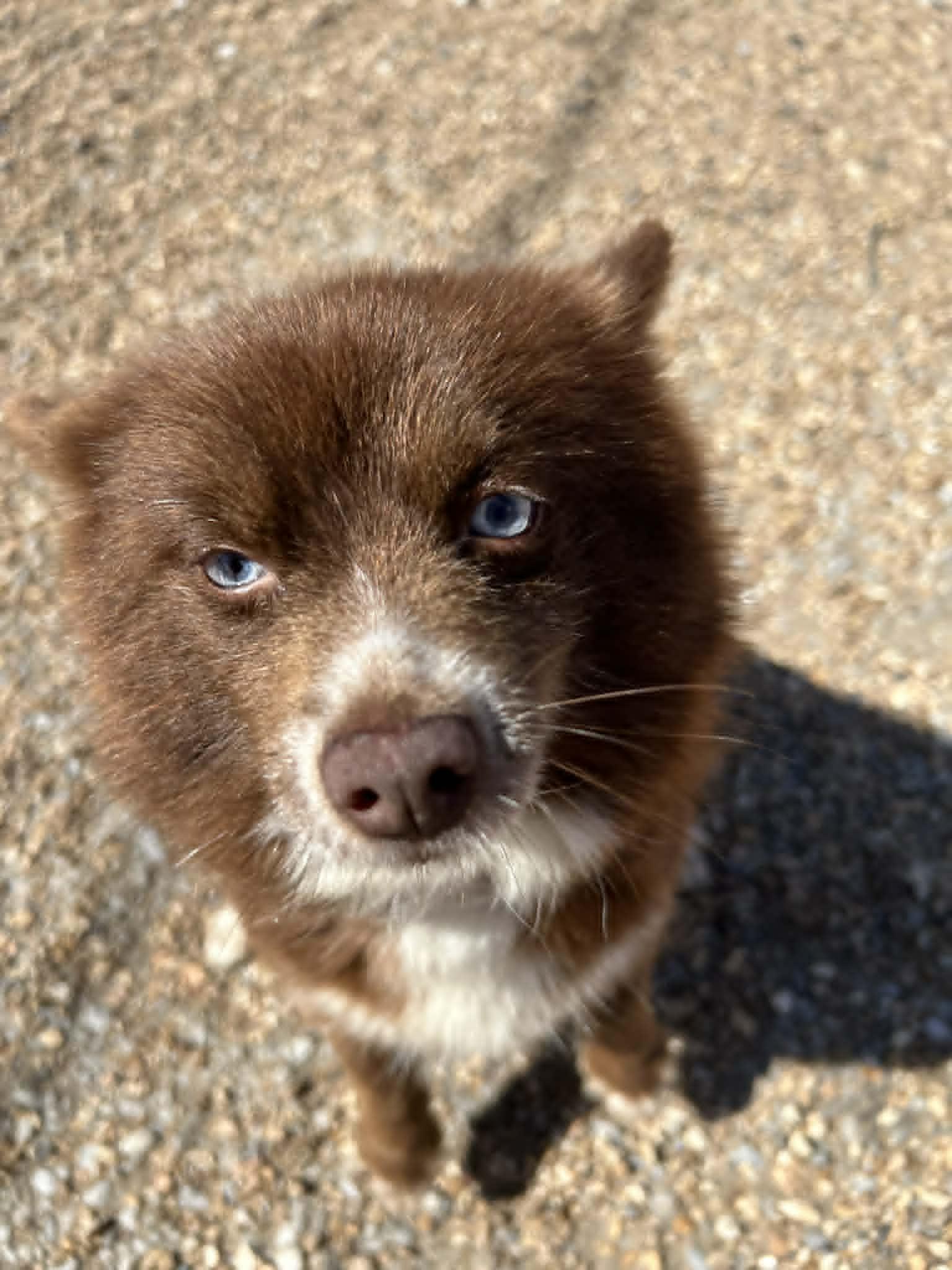 Gidget, Adoptable, Adult Female Pomeranian.