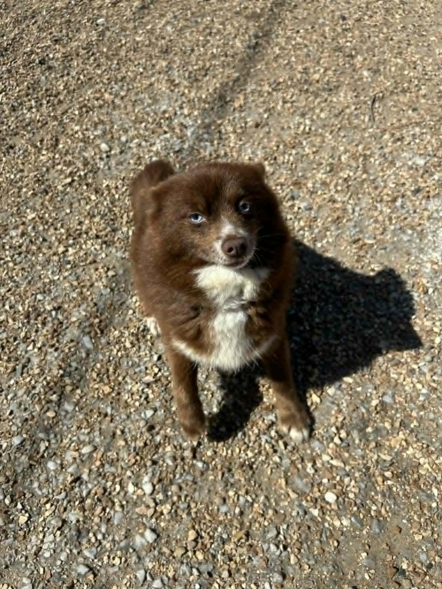 Enlarge Gidget, a Adoptable mixed breed in Kansas City, MO image 2/2