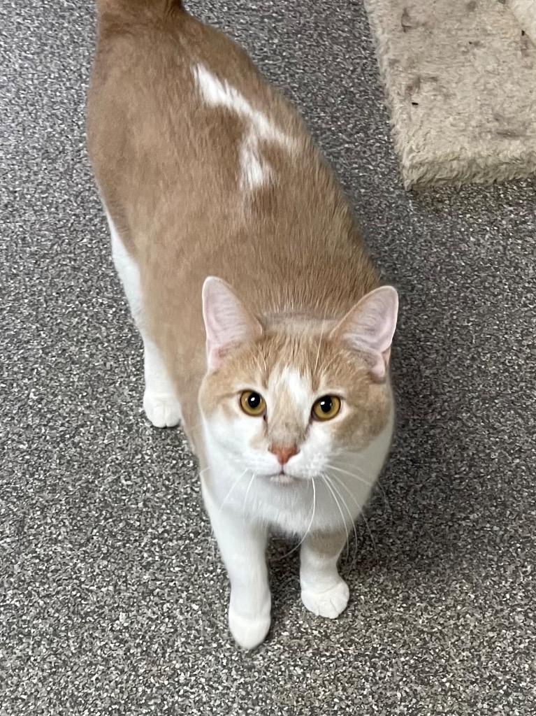 Simba, Adoptable, Young Male Domestic Short Hair.