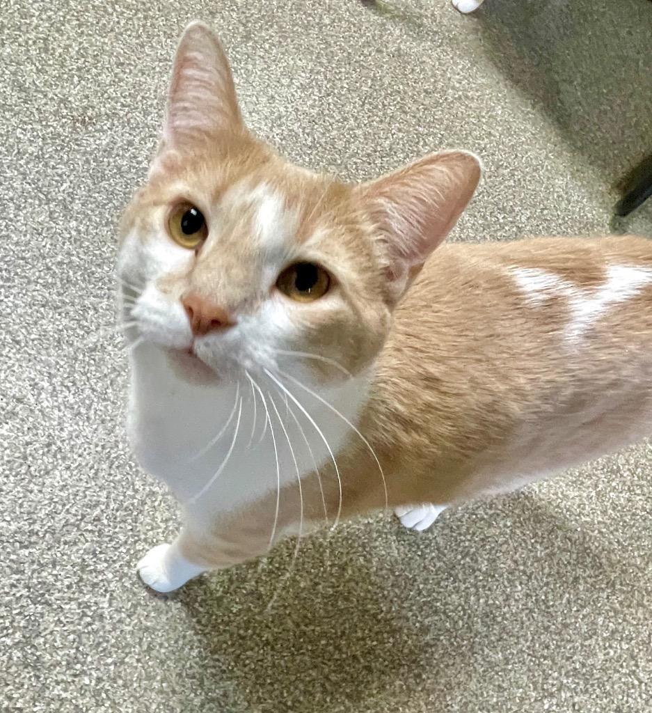 Simba, a Adoptable mixed breed in Spooner, WI image 2/4