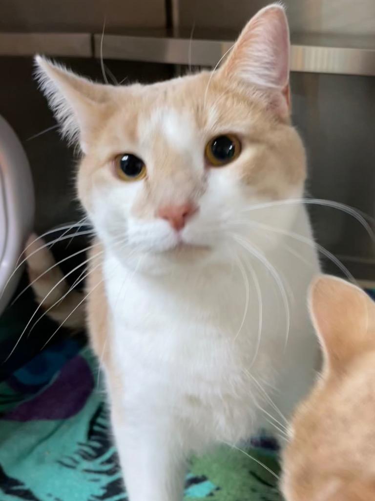 Simba, Adoptable, Young Male Domestic Short Hair.