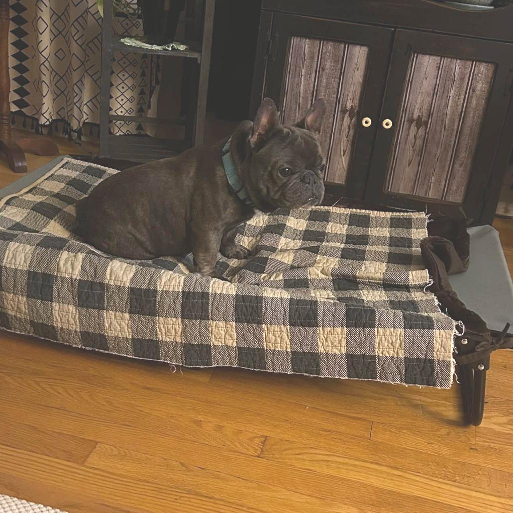 Kane, Adoptable, Adult Male French Bulldog.