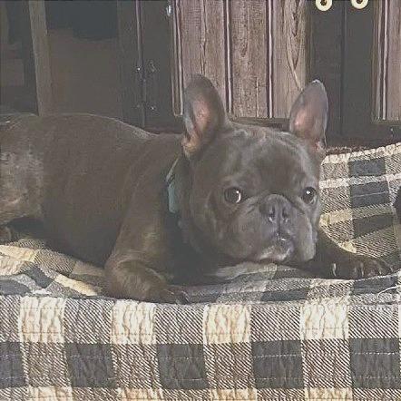 Enlarge Kane, a Adoptable French Bulldog in Huber Heights, OH image 2/6