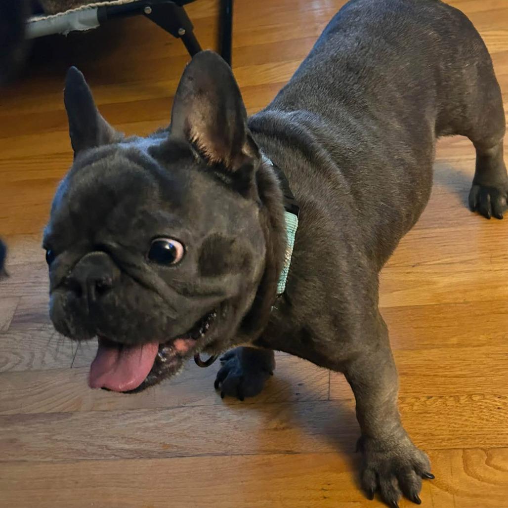 Enlarge Kane, a Adoptable French Bulldog in Huber Heights, OH image 3/6