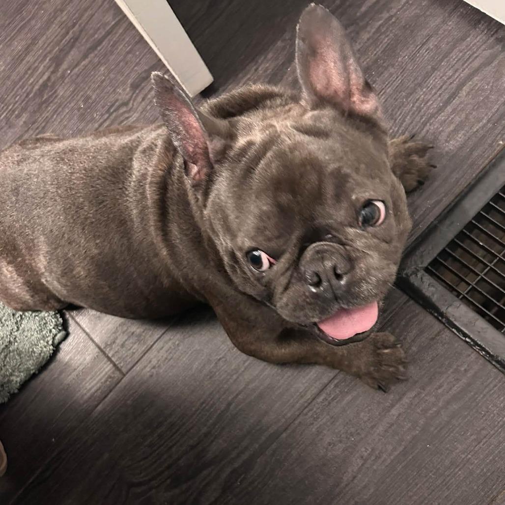 Enlarge Kane, a Adoptable French Bulldog in Huber Heights, OH image 4/6