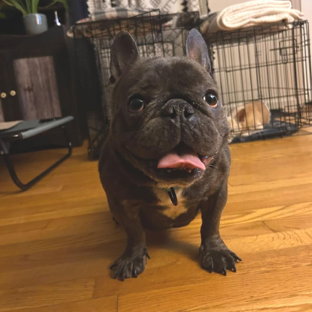 Enlarge Kane, a Adoptable French Bulldog in Huber Heights, OH image 5/6