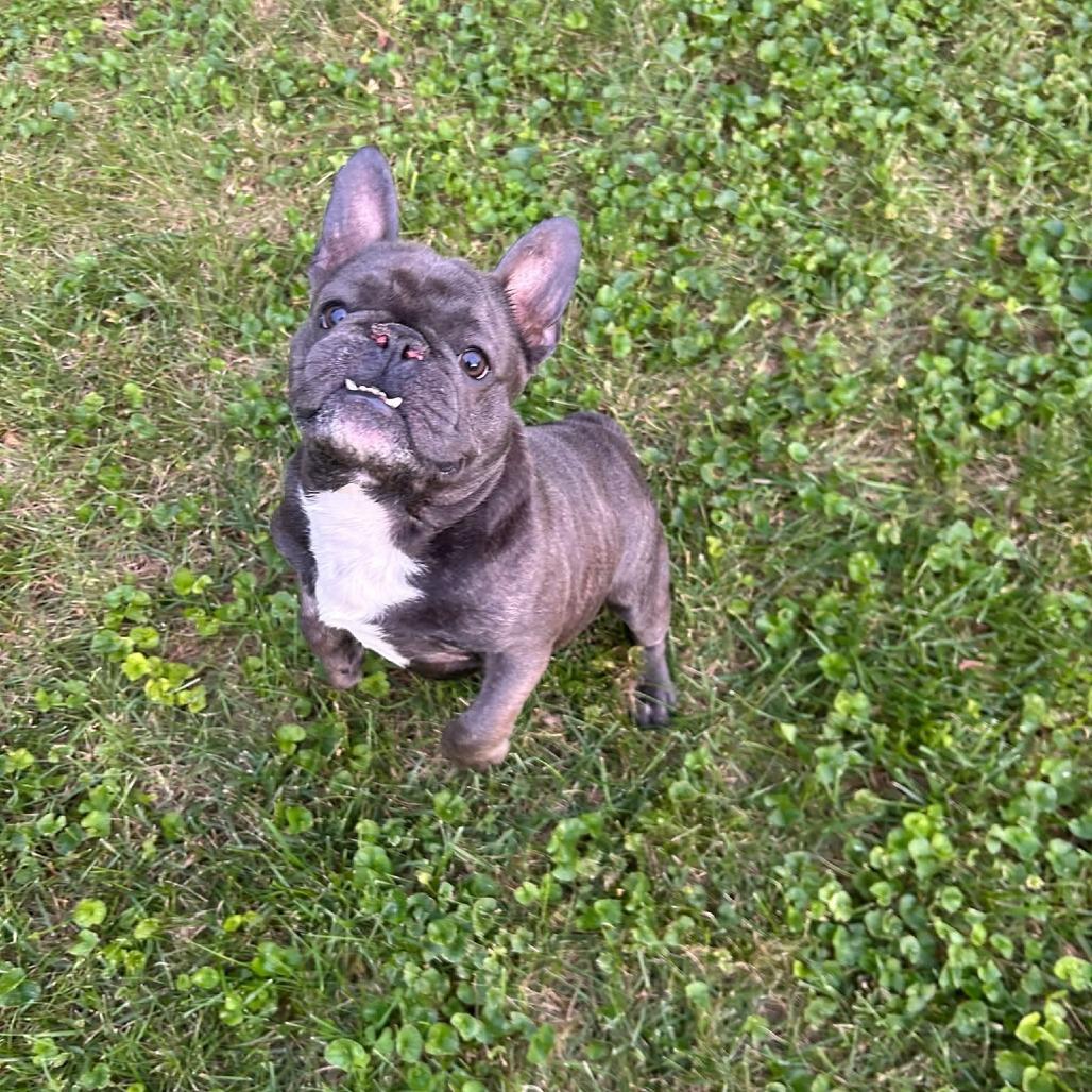 Enlarge Kane, a Adoptable French Bulldog in Huber Heights, OH image 6/6