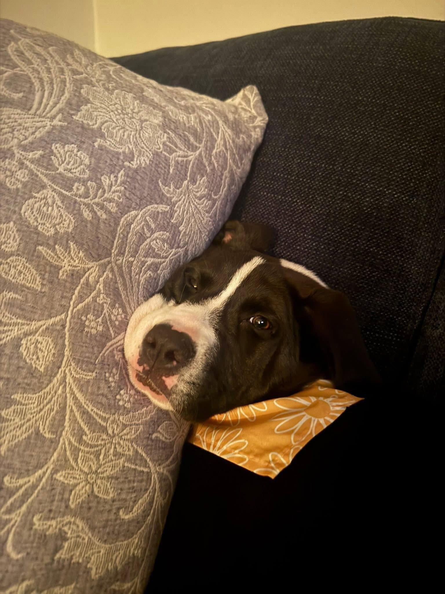 Enlarge Panda, a Adoptable Pit Bull Terrier in New London, WI image 1/3