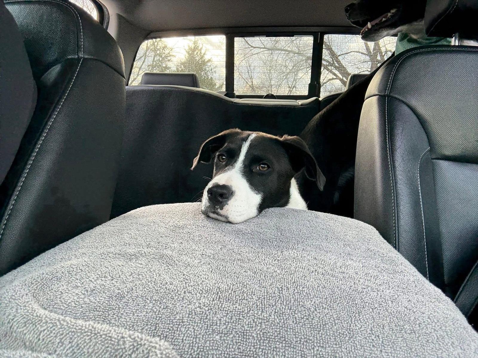 Enlarge Panda, a Adoptable Pit Bull Terrier in New London, WI image 2/3