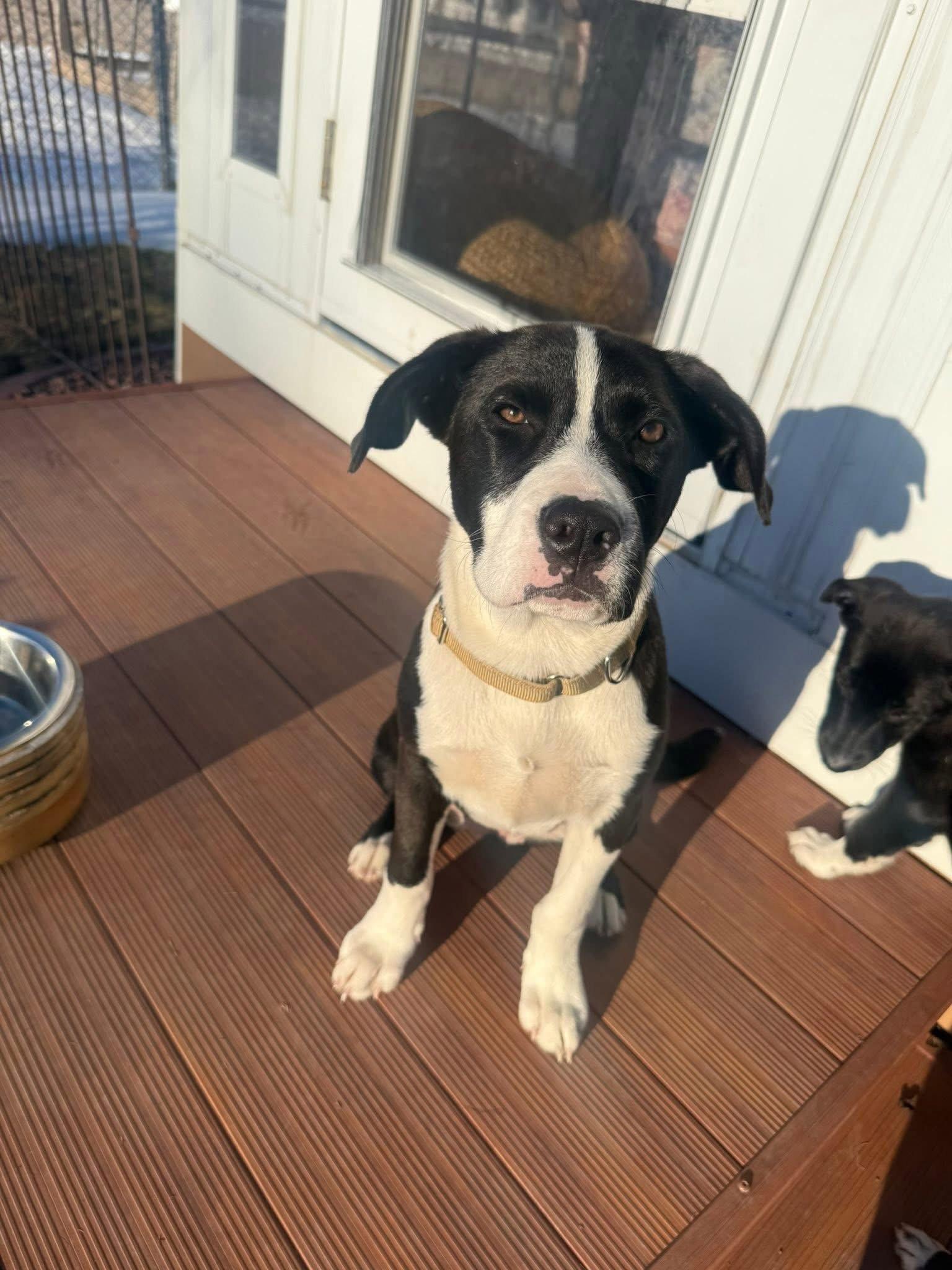 Enlarge Panda, a Adoptable Pit Bull Terrier in New London, WI image 3/3