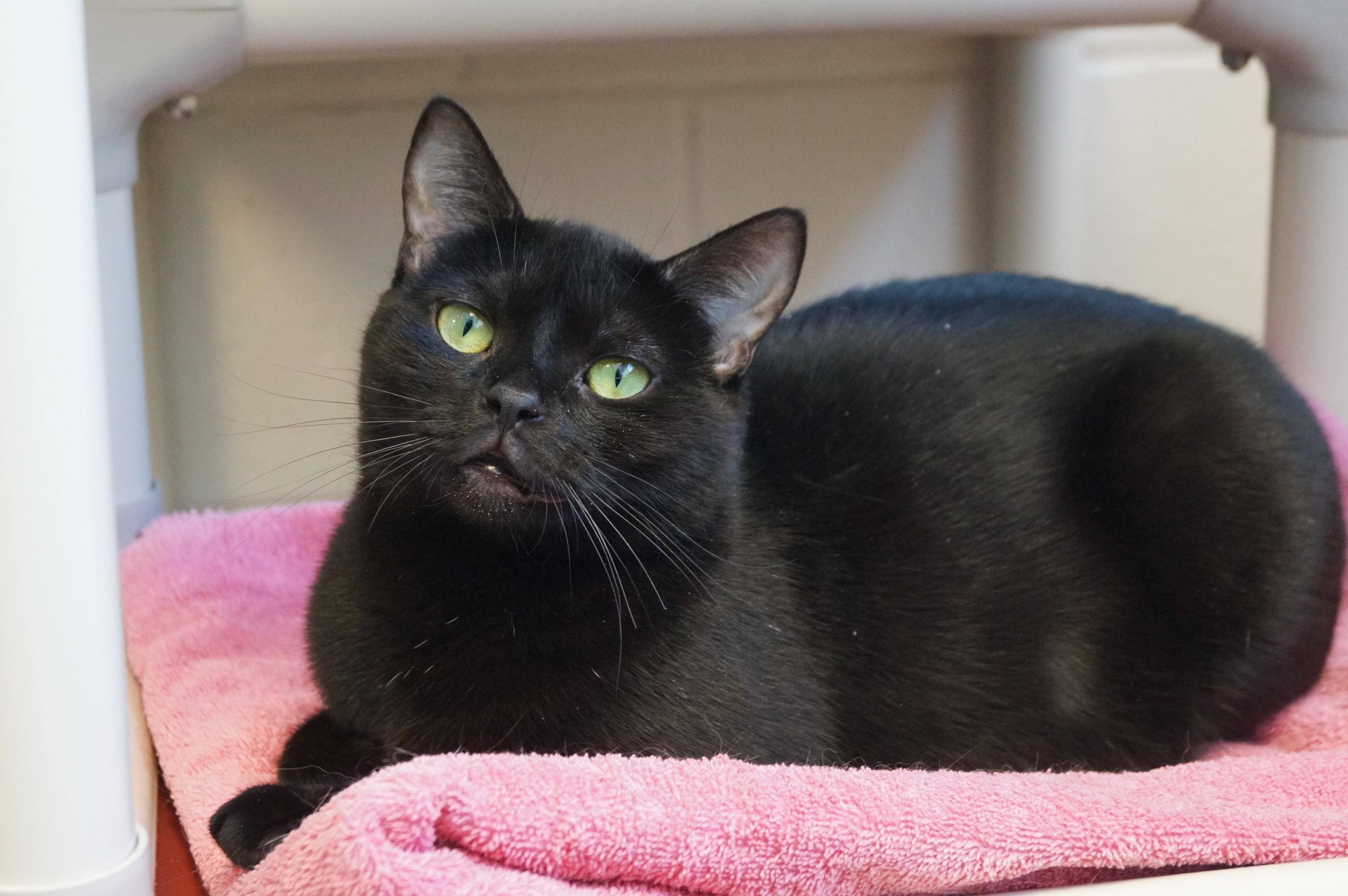 Eve, Adoptable, Adult Female Domestic Short Hair.