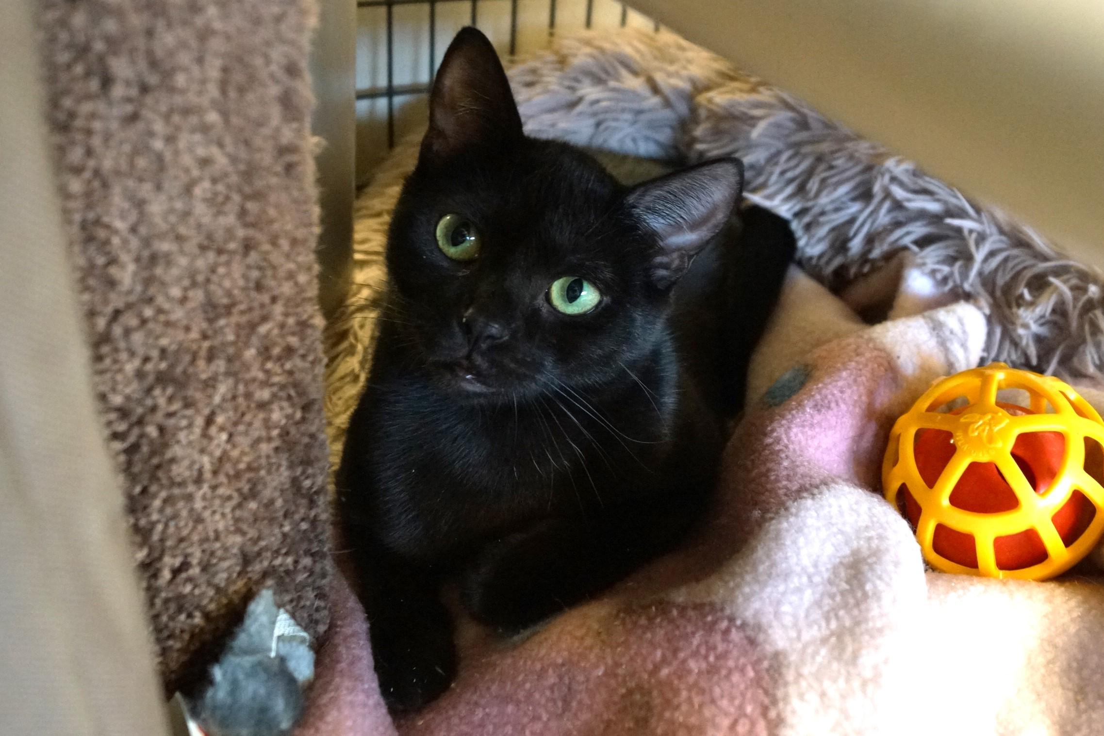Enlarge Eve, a Adoptable Domestic Short Hair in New Milford, CT image 4/6