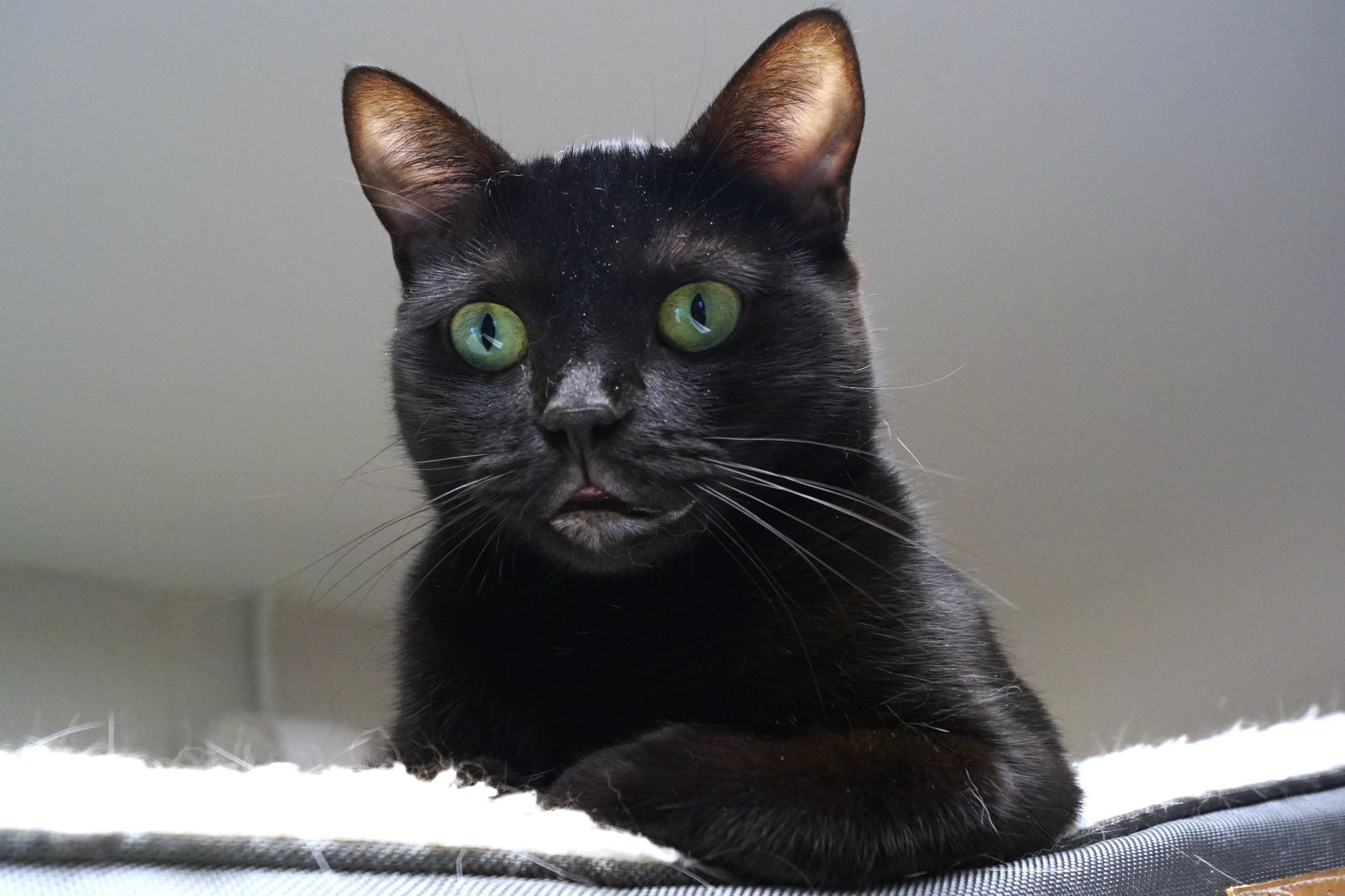 Enlarge Eve, a Adoptable Domestic Short Hair in New Milford, CT image 6/6