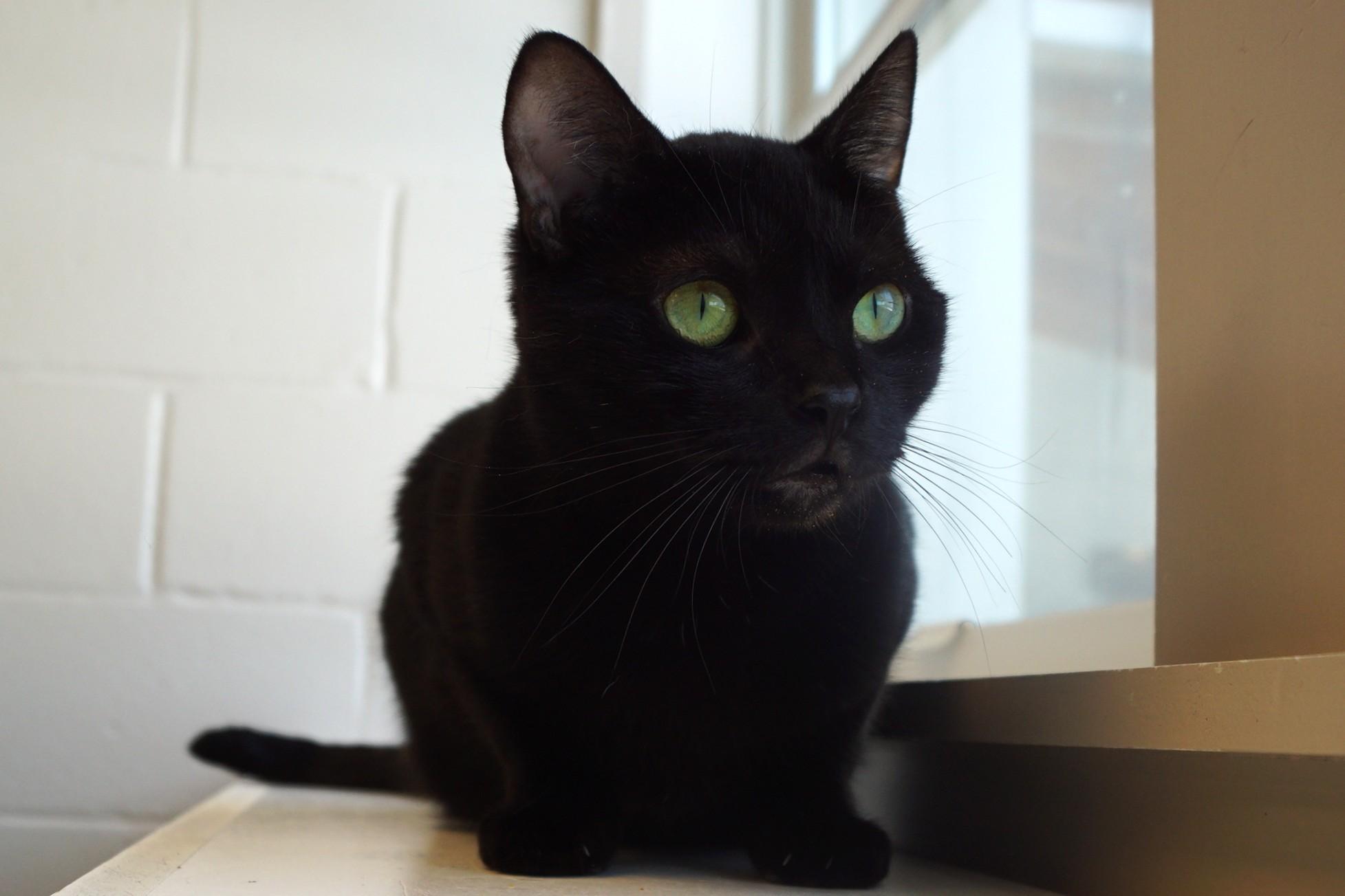 Enlarge Eve, a Adoptable Domestic Short Hair in New Milford, CT image 2/6