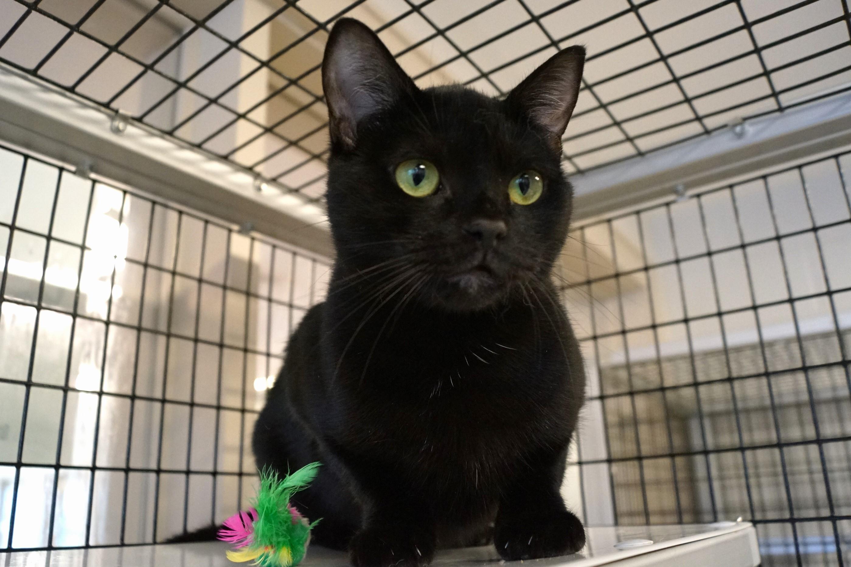 Enlarge Eve, a Adoptable Domestic Short Hair in New Milford, CT image 2/6