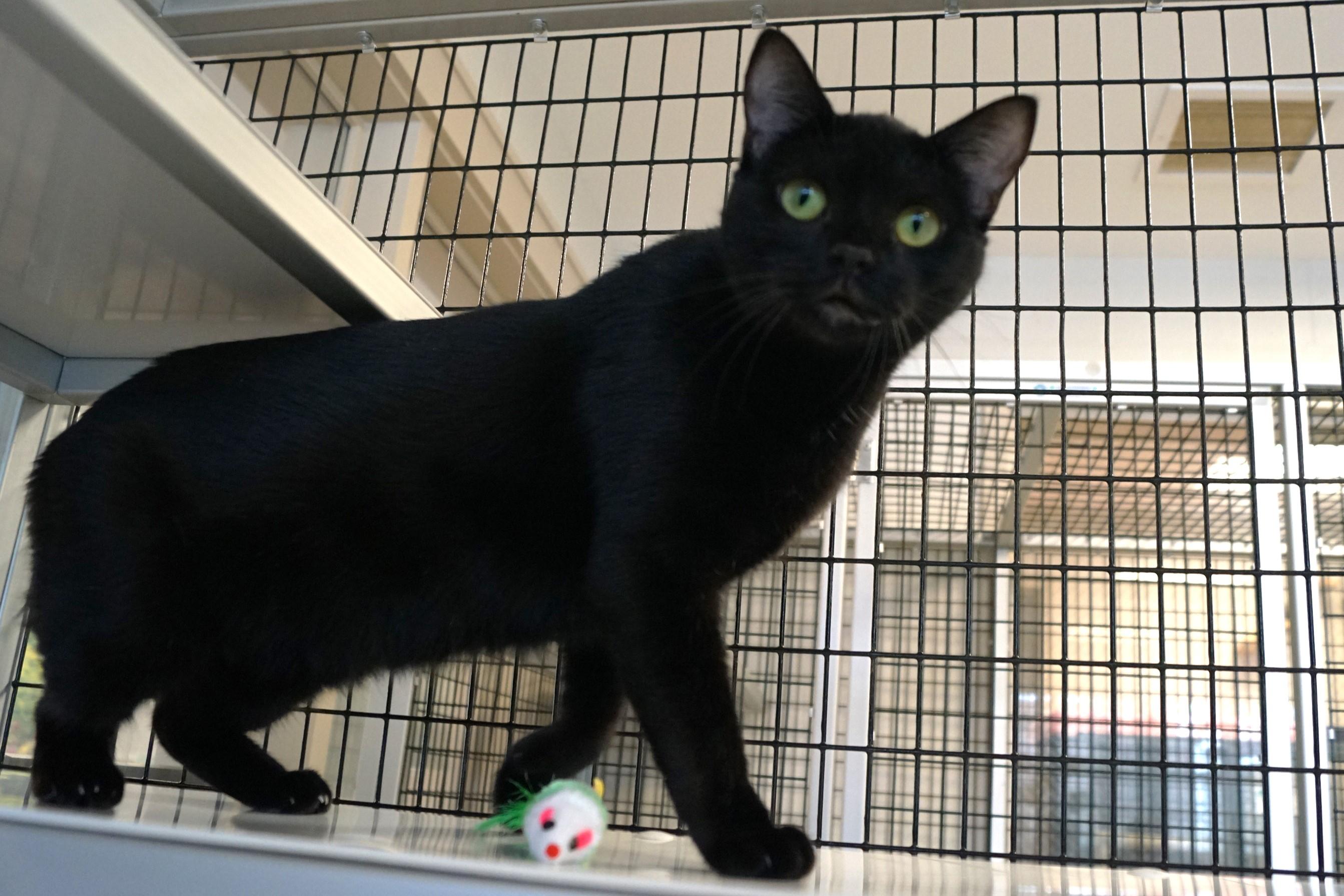 Eve, Adoptable, Adult Female Domestic Short Hair.