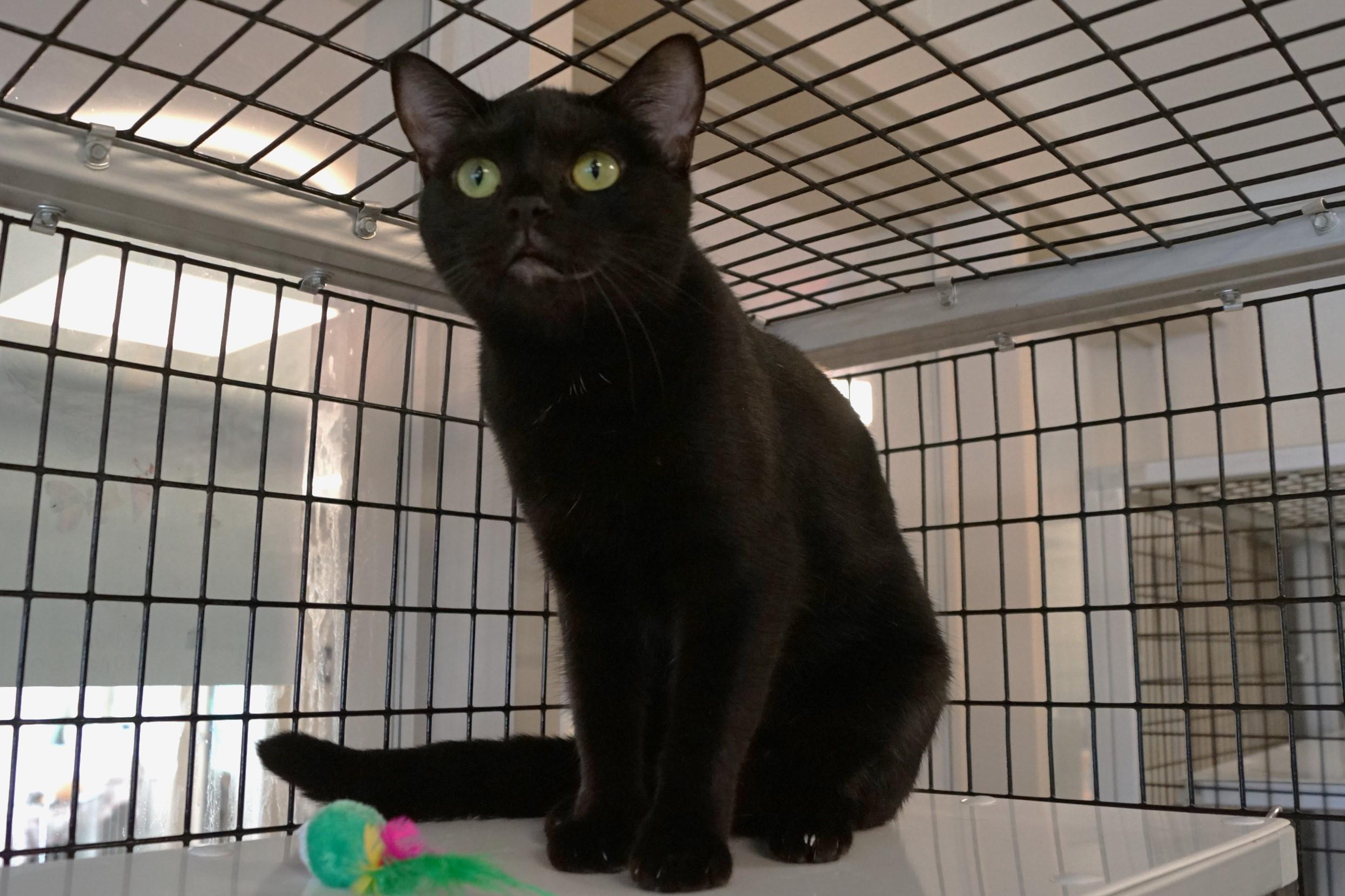 Enlarge Eve, a Adoptable Domestic Short Hair in New Milford, CT image 5/6