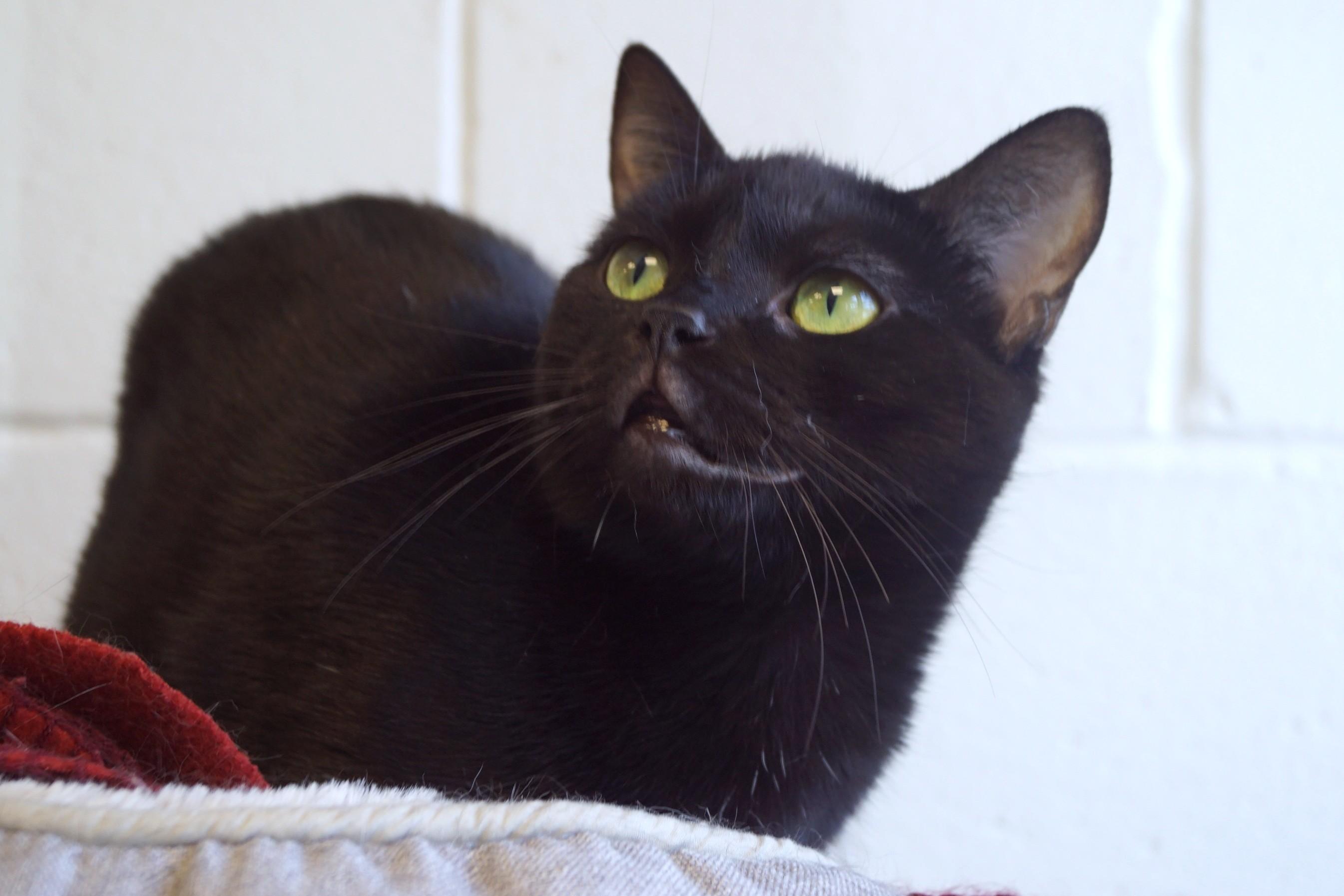 Enlarge Eve, a Adoptable Domestic Short Hair in New Milford, CT image 4/6