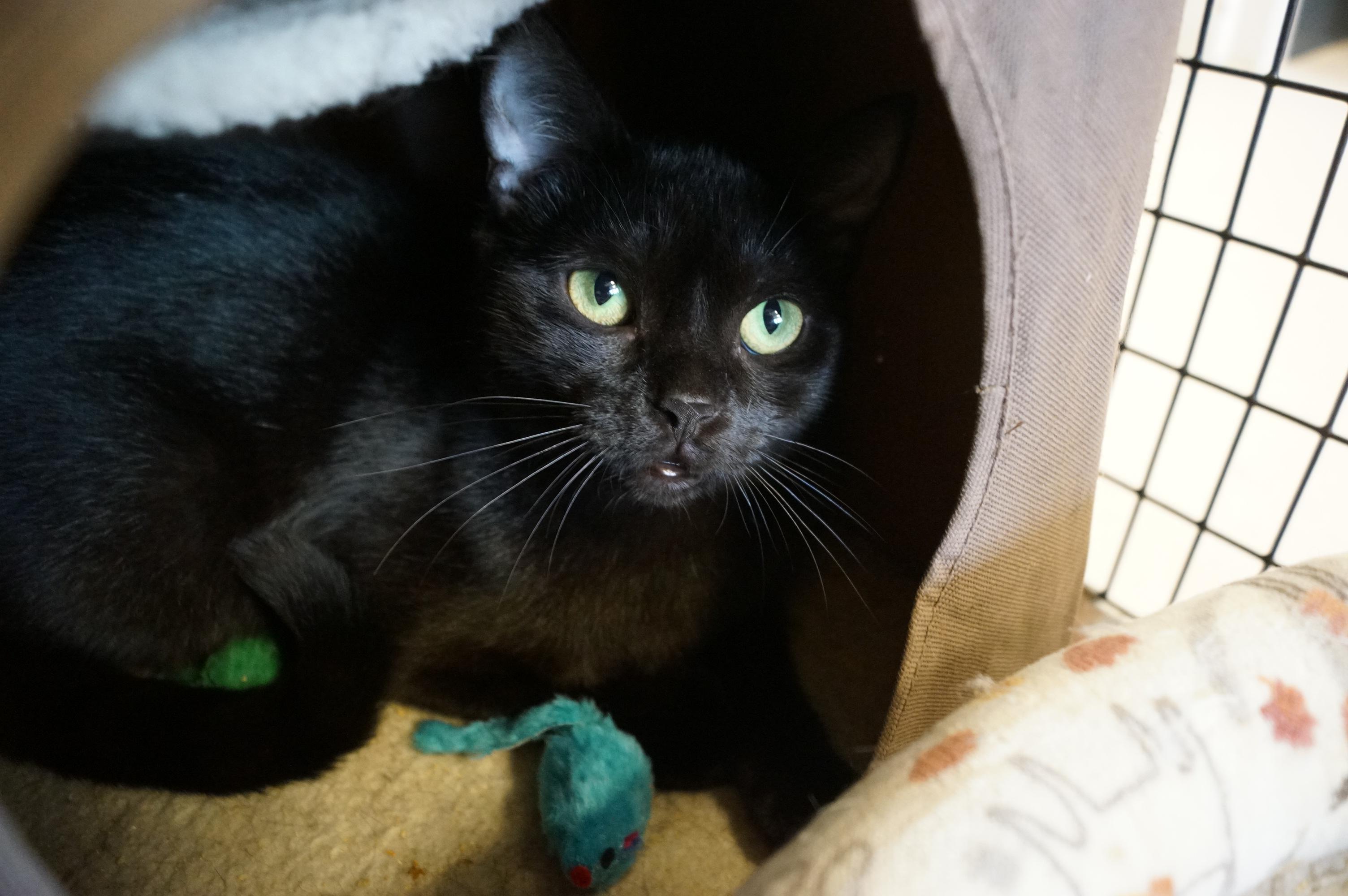 Enlarge Eve, a Adoptable Domestic Short Hair in New Milford, CT image 6/6