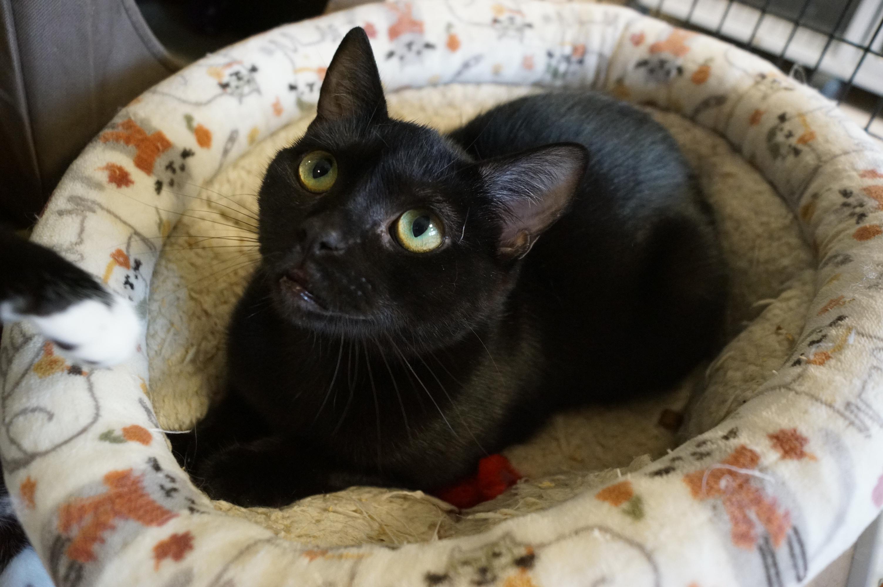 Enlarge Eve, a Adoptable Domestic Short Hair in New Milford, CT image 1/6
