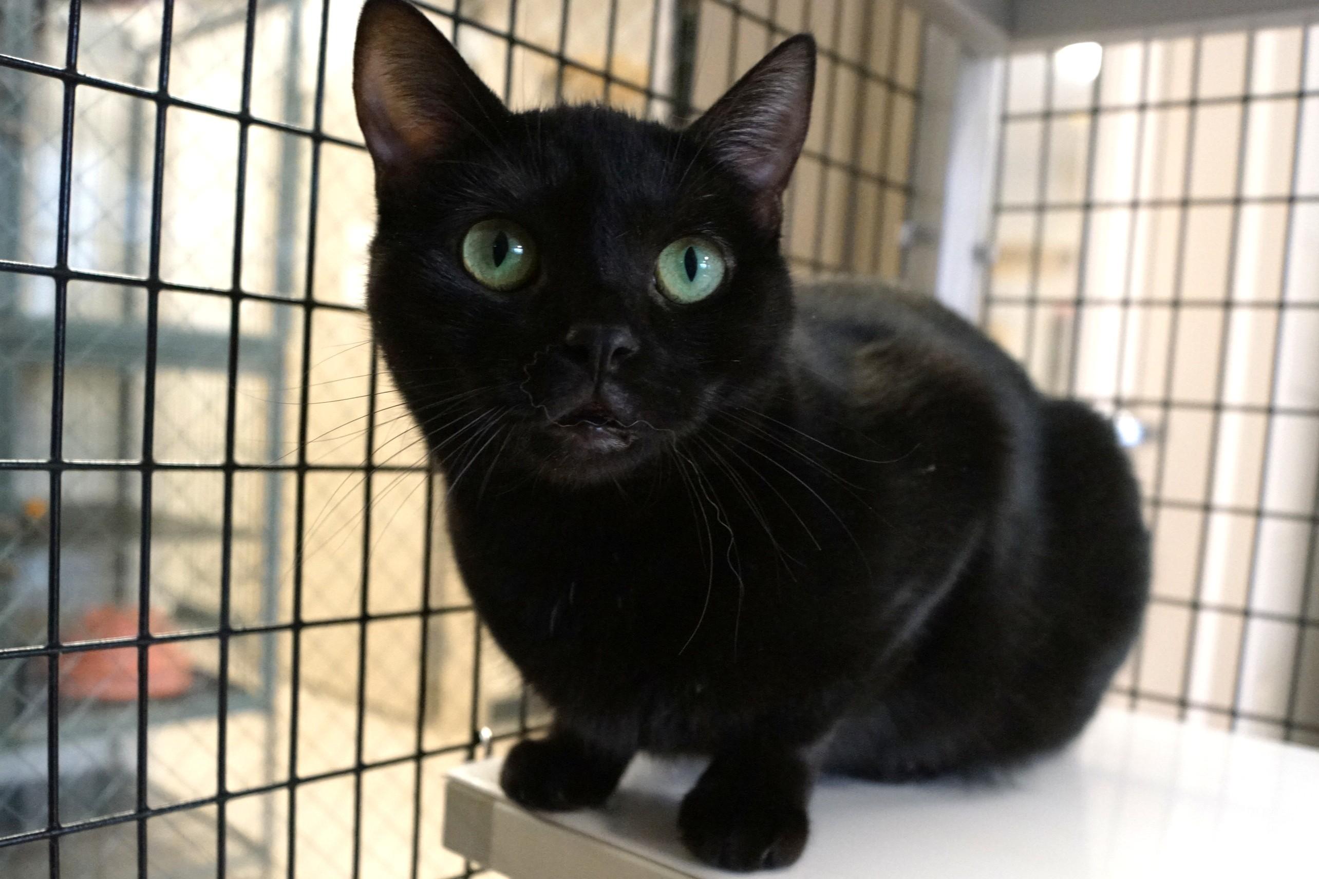 Enlarge Eve, a Adoptable Domestic Short Hair in New Milford, CT image 3/6