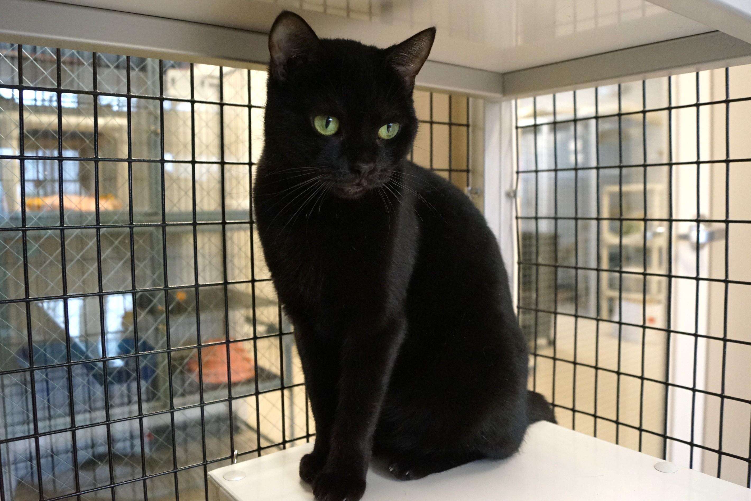 Enlarge Eve, a Adoptable Domestic Short Hair in New Milford, CT image 5/6