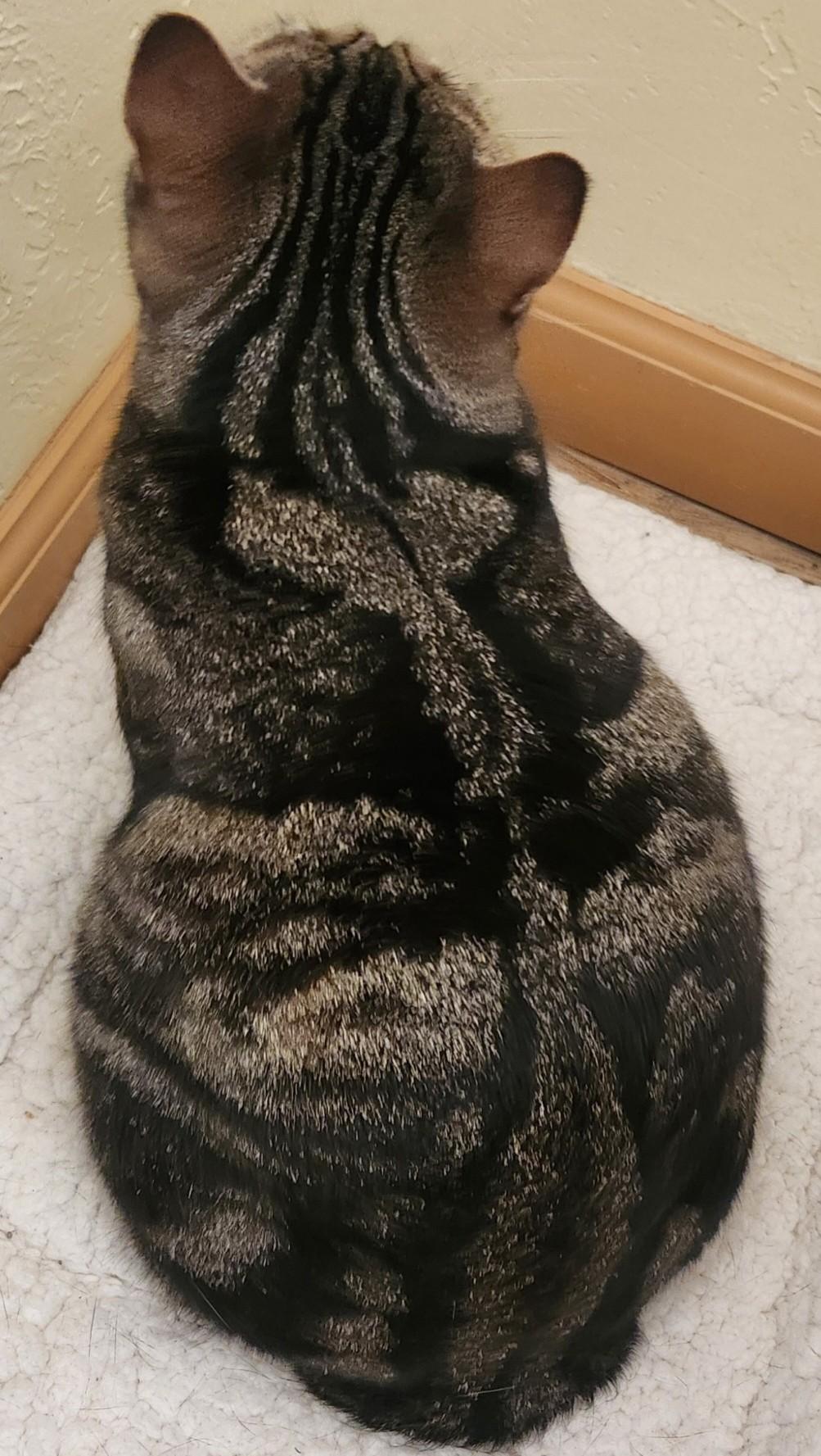 Enlarge MILADY, a ADOPTABLE Manx in Prescott, AZ image 5/6