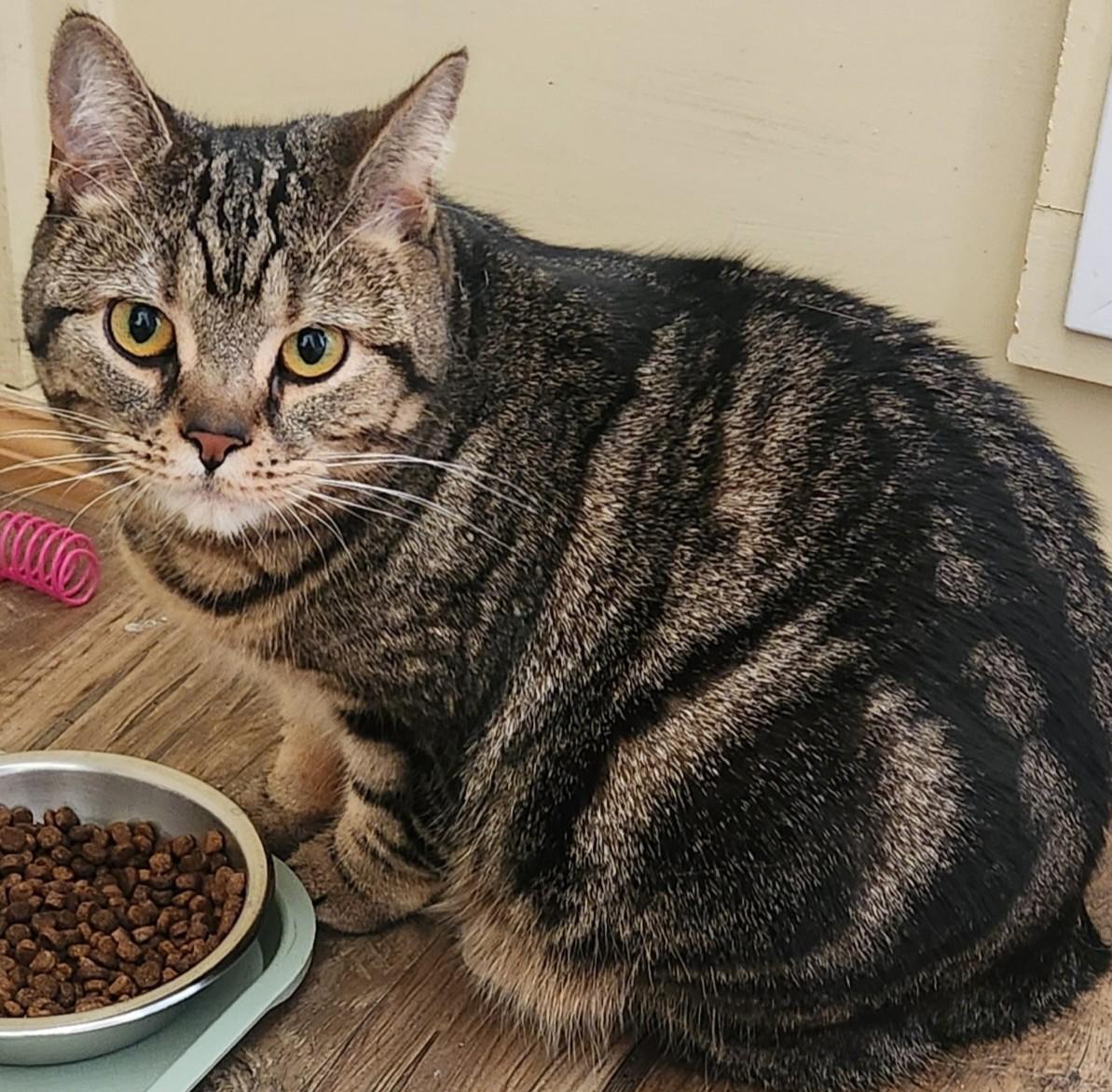 Enlarge MILADY, a ADOPTABLE Manx in Prescott, AZ image 2/6