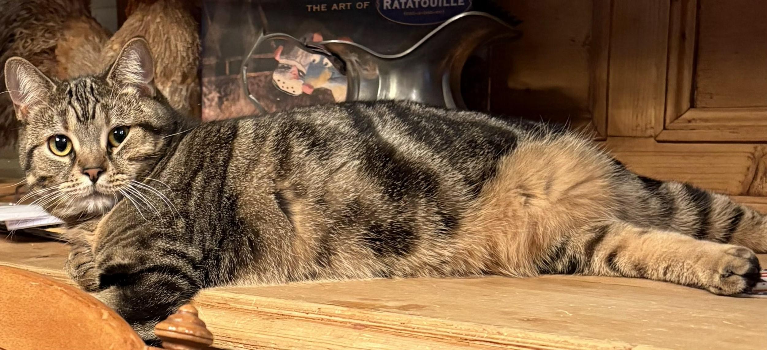 Enlarge MILADY, a ADOPTABLE Manx in Prescott, AZ image 6/6