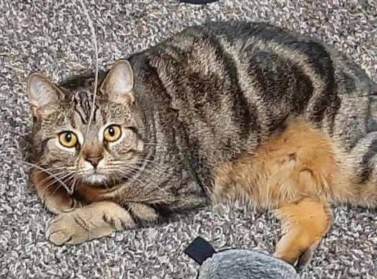 Enlarge MILADY, a ADOPTABLE Manx in Prescott, AZ image 4/6