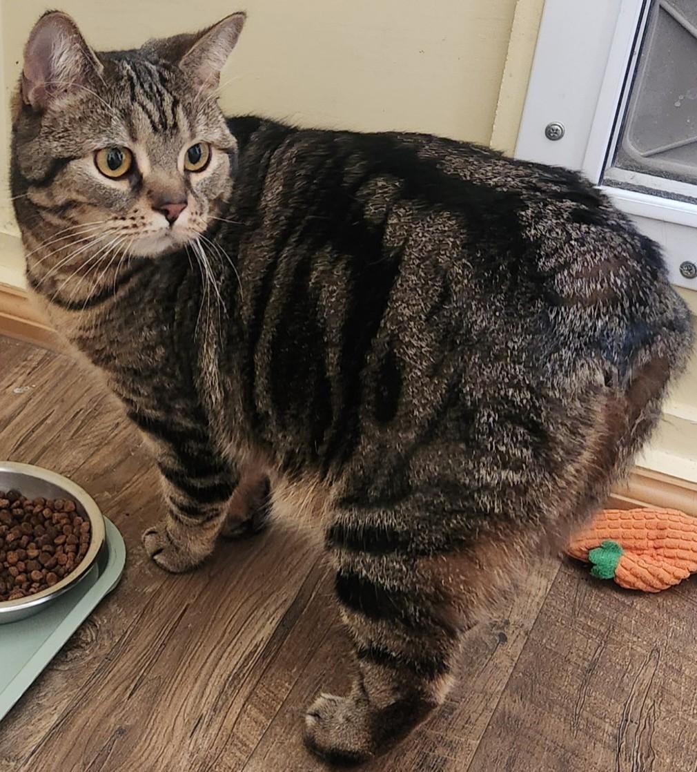 Enlarge MILADY, a ADOPTABLE Manx in Prescott, AZ image 3/6