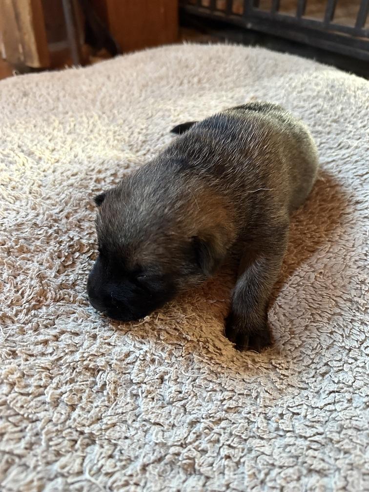 Enlarge Heron, a Adoptable mixed breed in Winnipeg, MB image 1/1