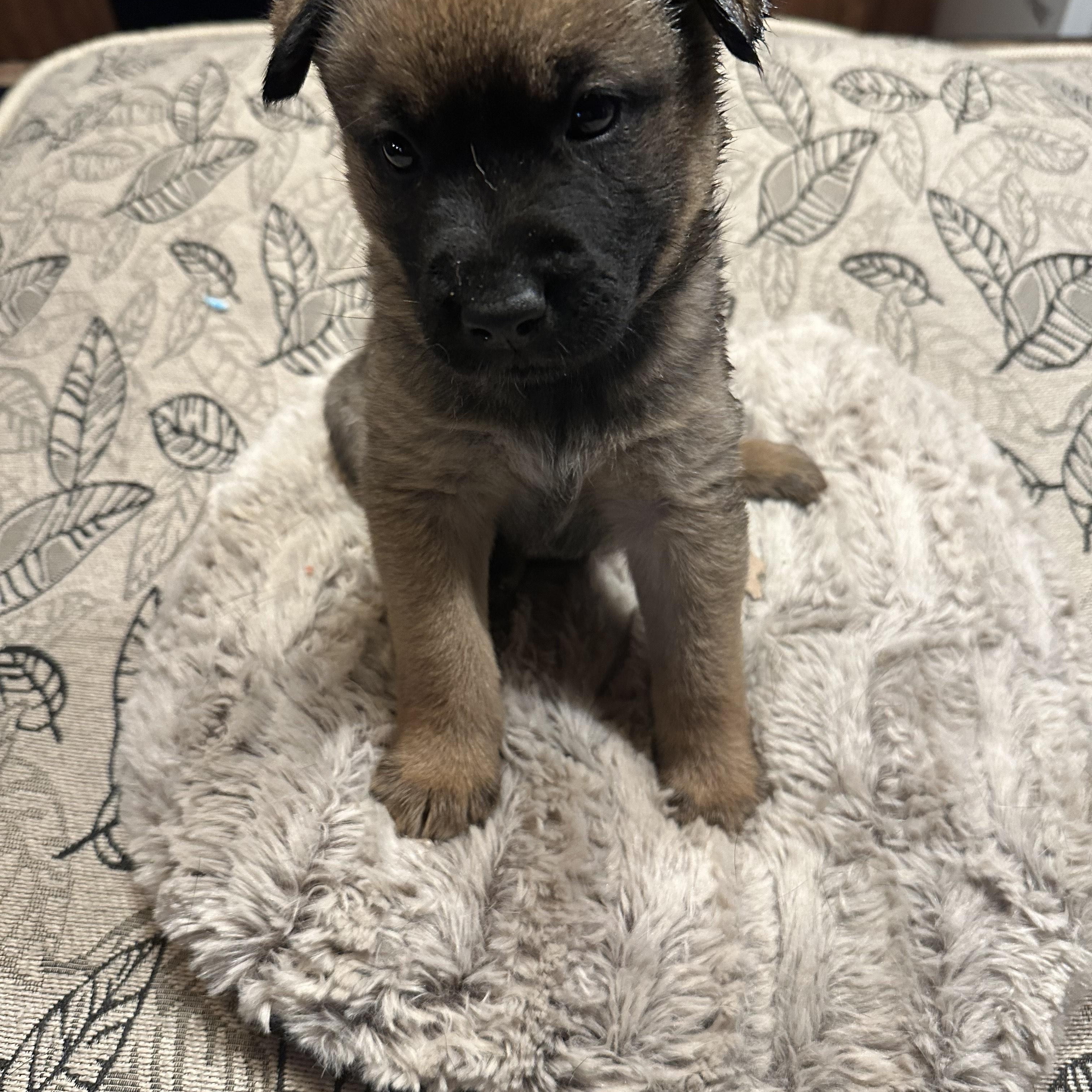 Heron, Adoptable, Puppy Male German Shepherd Dog.