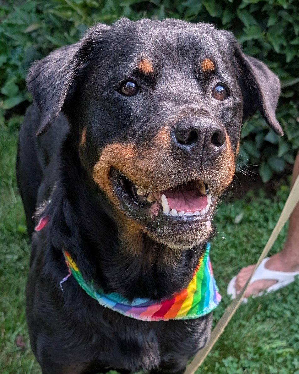 Shyla, Adopted, Adult Female Rottweiler.