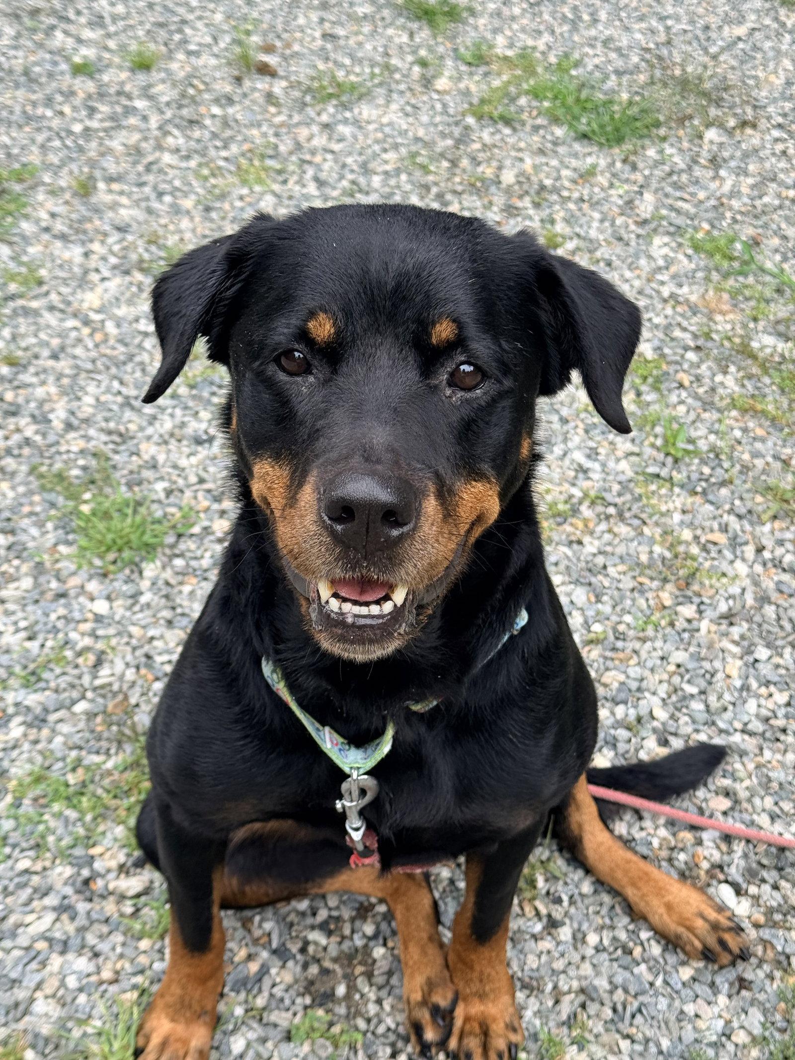 Enlarge Shyla, a Adopted Rottweiler in Hillsboro, NH image 2/3