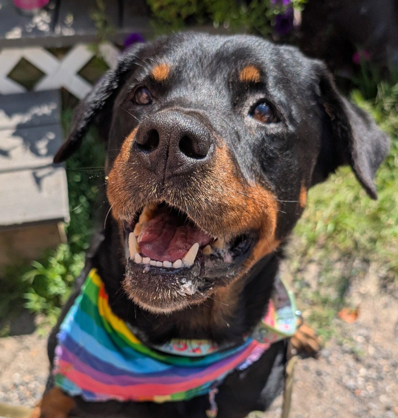 Enlarge Shyla, a Adopted Rottweiler in Hillsboro, NH image 3/3
