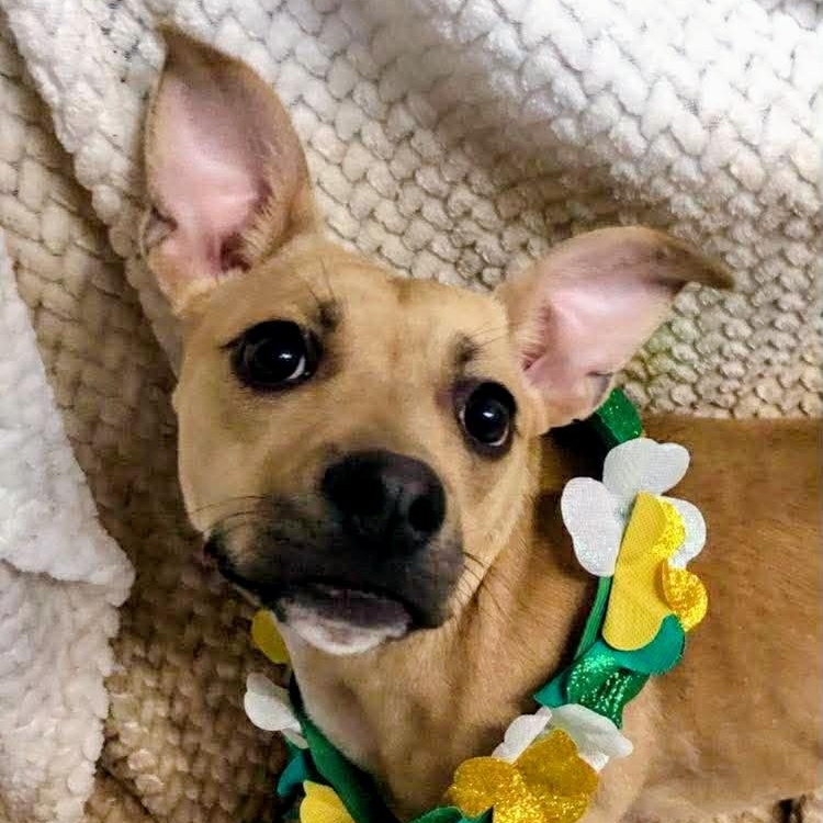 Enlarge Pip, a ADOPTABLE mixed breed in Archbold , OH image 1/3