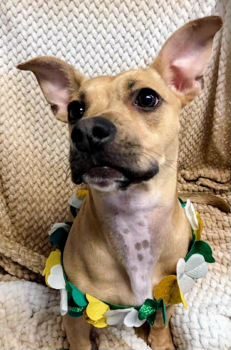 Enlarge Pip, a ADOPTABLE mixed breed in Archbold , OH image 3/3