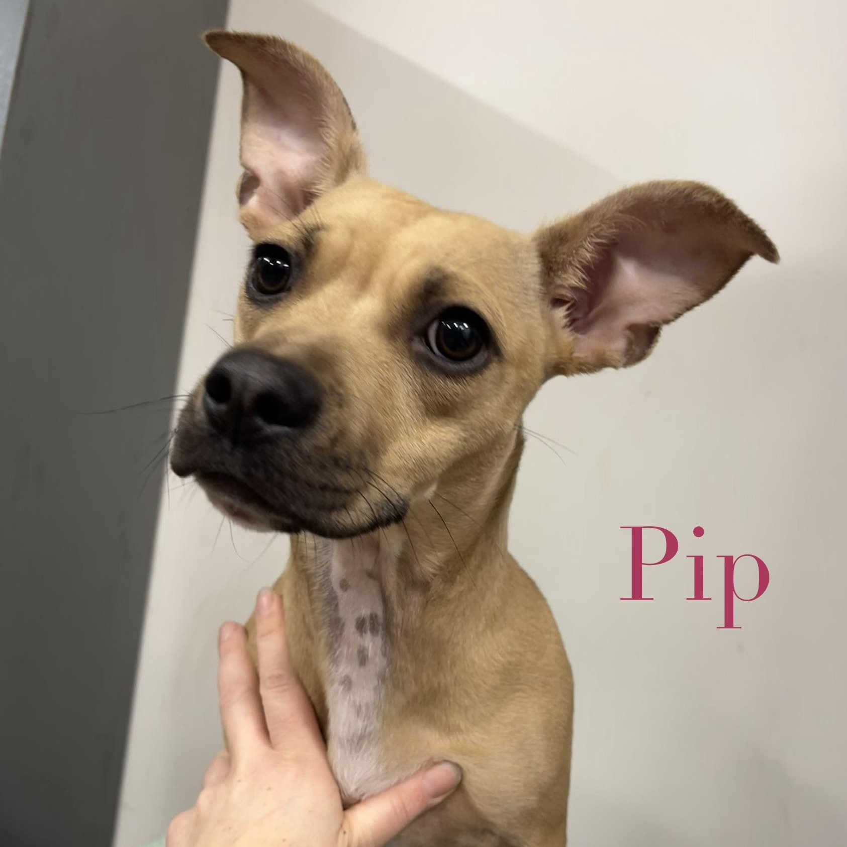 Enlarge Pip, a ADOPTABLE mixed breed in Archbold , OH image 2/3